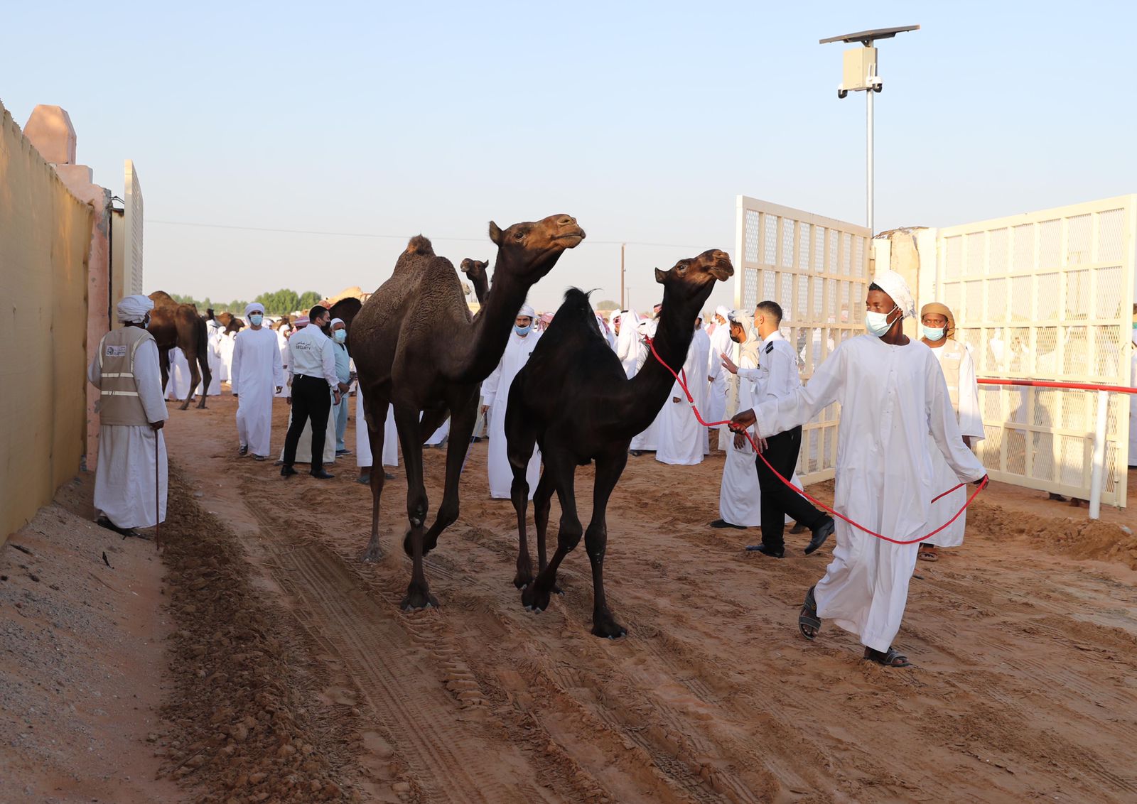 إقبال مميز للمشاركة بمزاينة سويحان في مهرجان الظفرة 15
