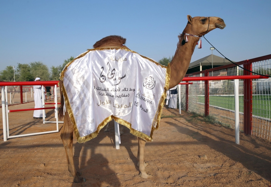 تتويج الفائزين في مزاينة سويحان بمهرجان الظفرة