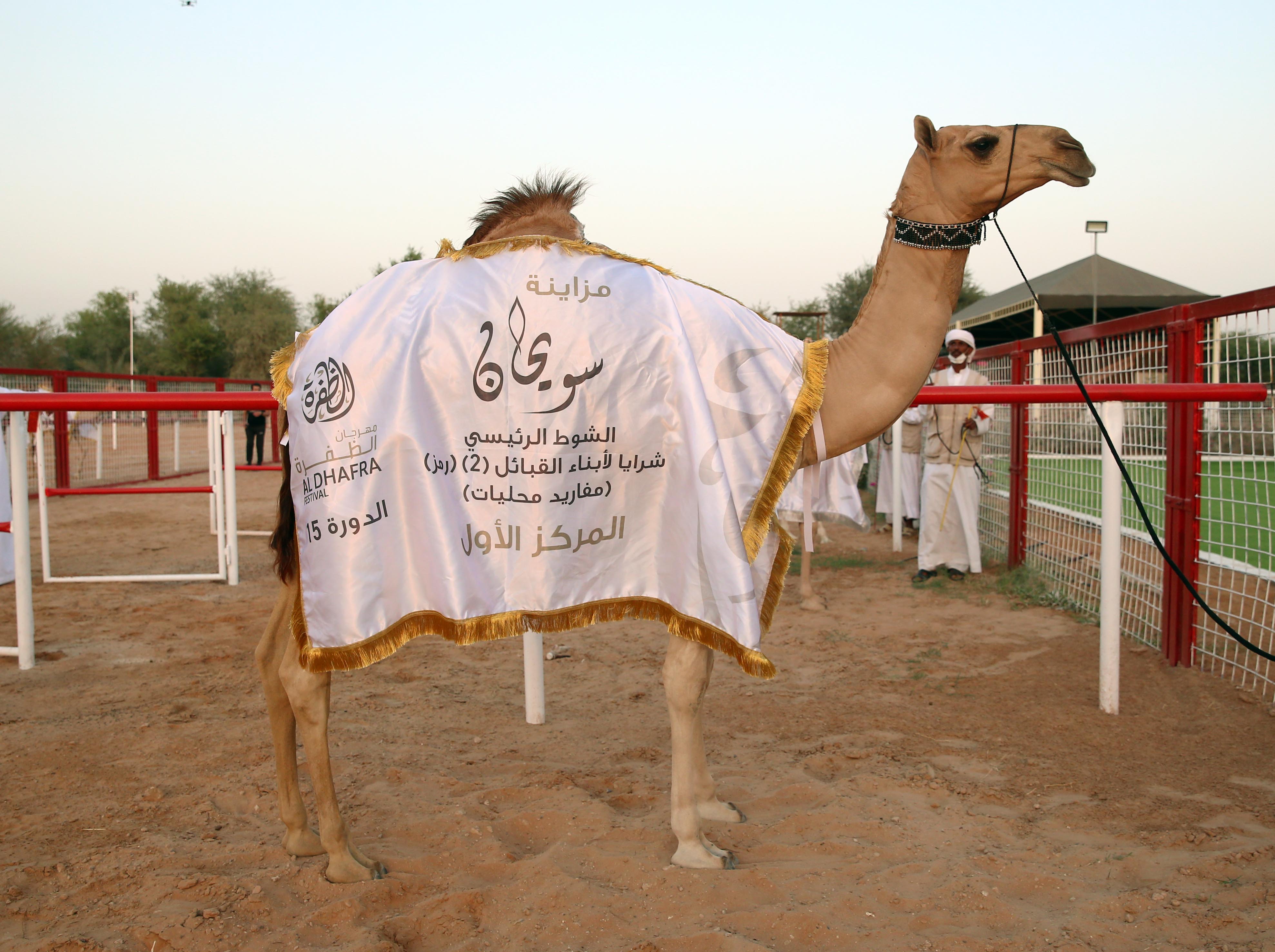 تتويج الفائزين في مزاينة سويحان بمهرجان الظفرة