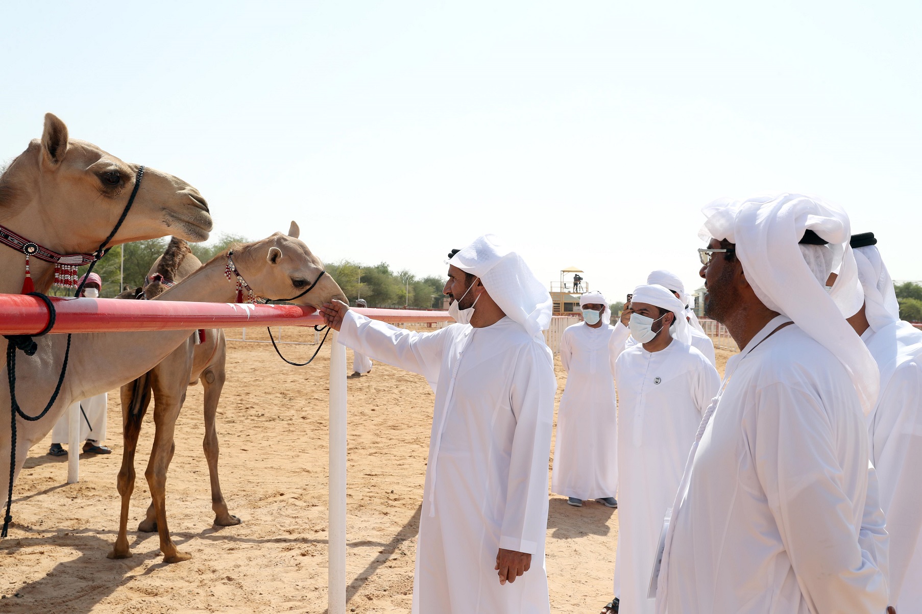 تتويج الفائزين في مزاينة سويحان بمهرجان الظفرة