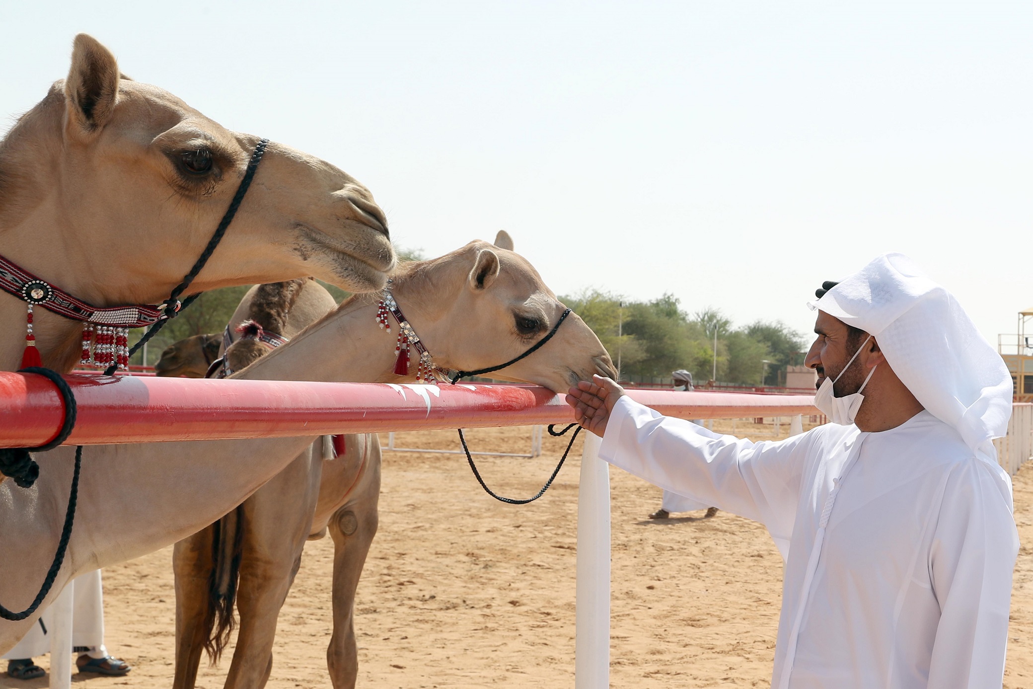 تتويج الفائزين في مزاينة سويحان بمهرجان الظفرة