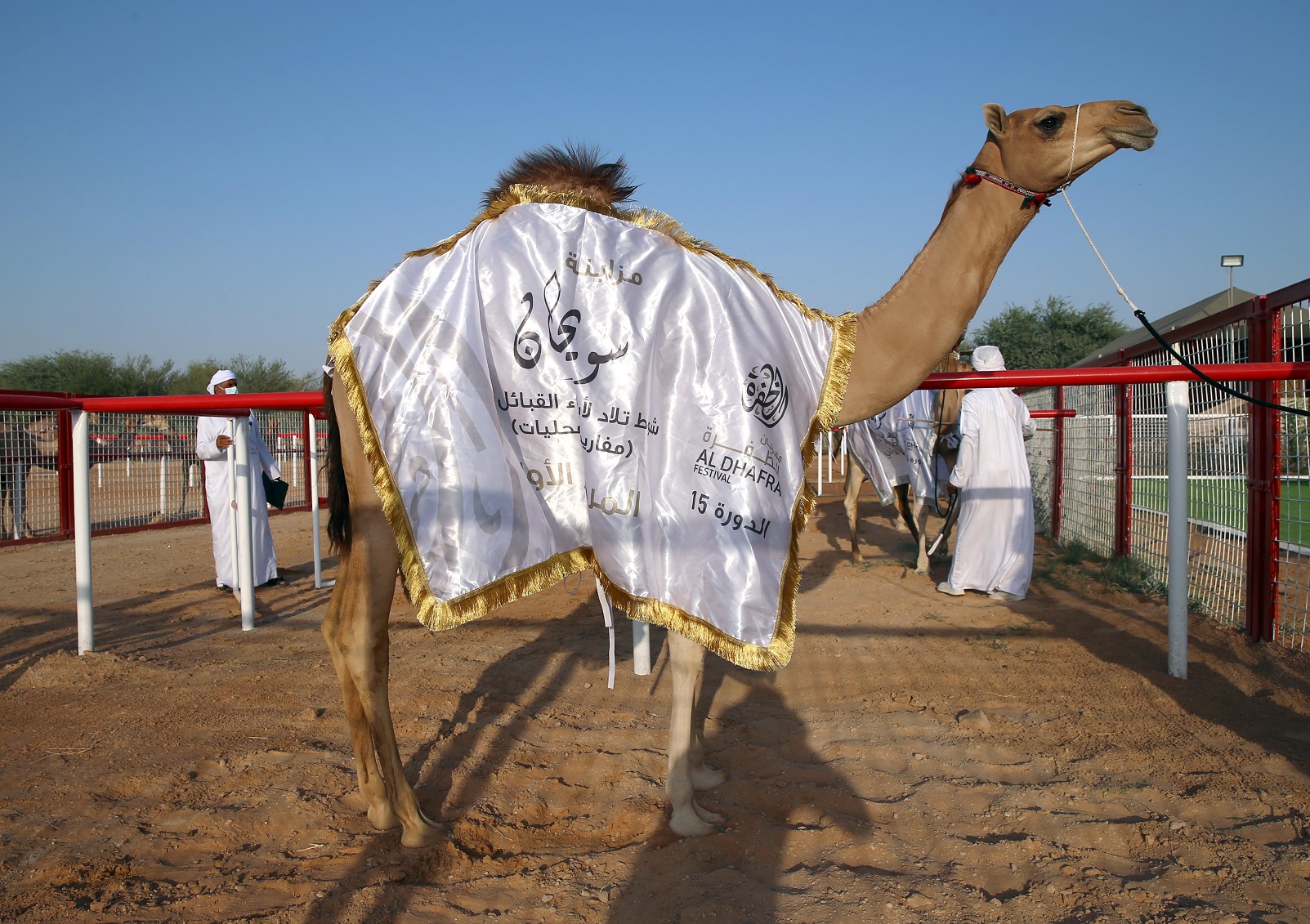 تتويج الفائزين في مزاينة سويحان بمهرجان الظفرة