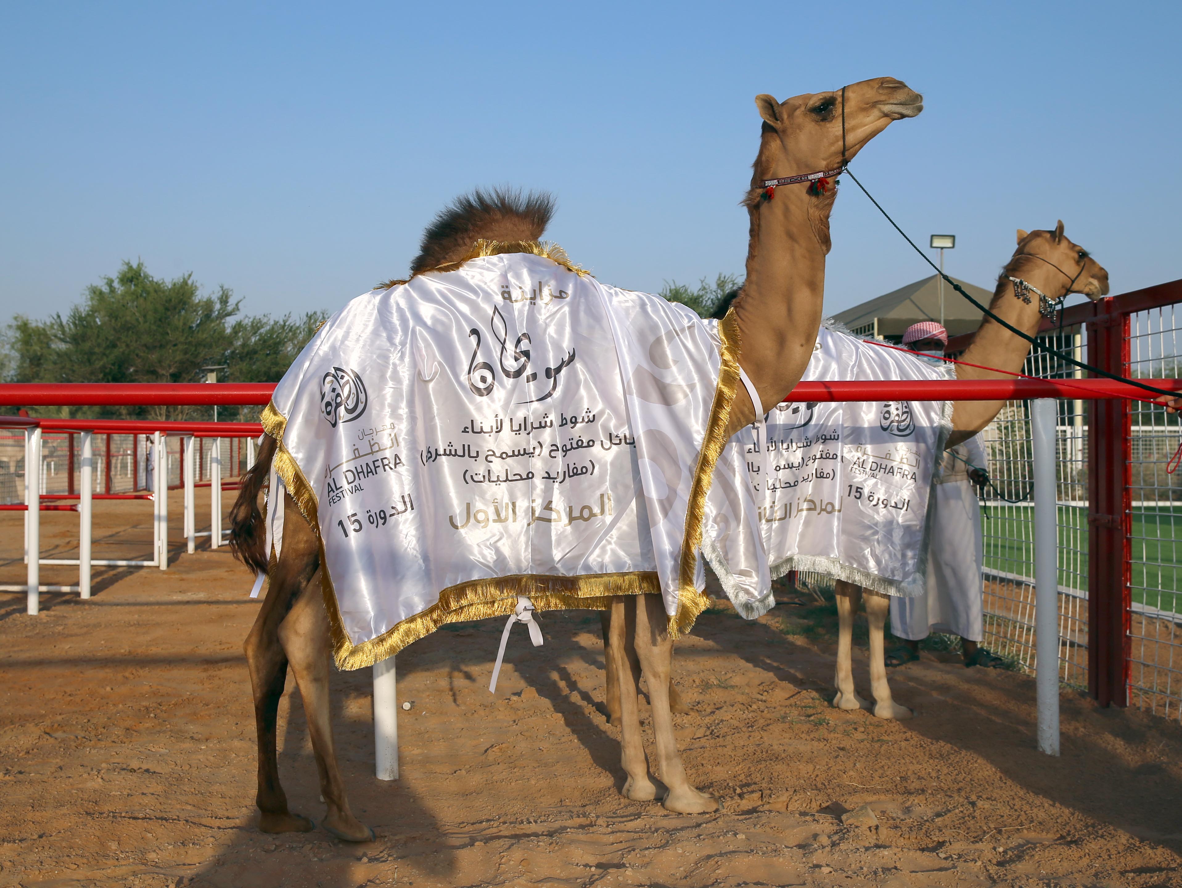 تتويج الفائزين في مزاينة سويحان بمهرجان الظفرة