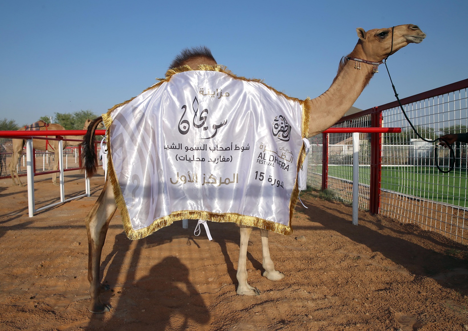 تتويج الفائزين في مزاينة سويحان بمهرجان الظفرة