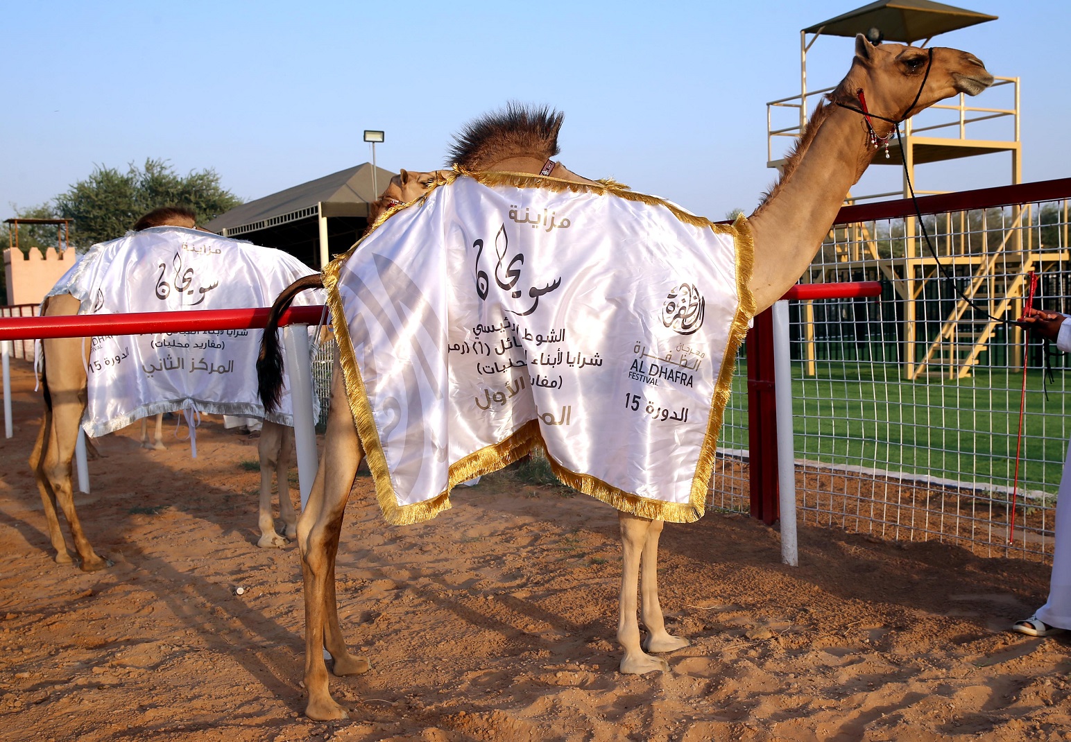 تتويج الفائزين في مزاينة سويحان بمهرجان الظفرة