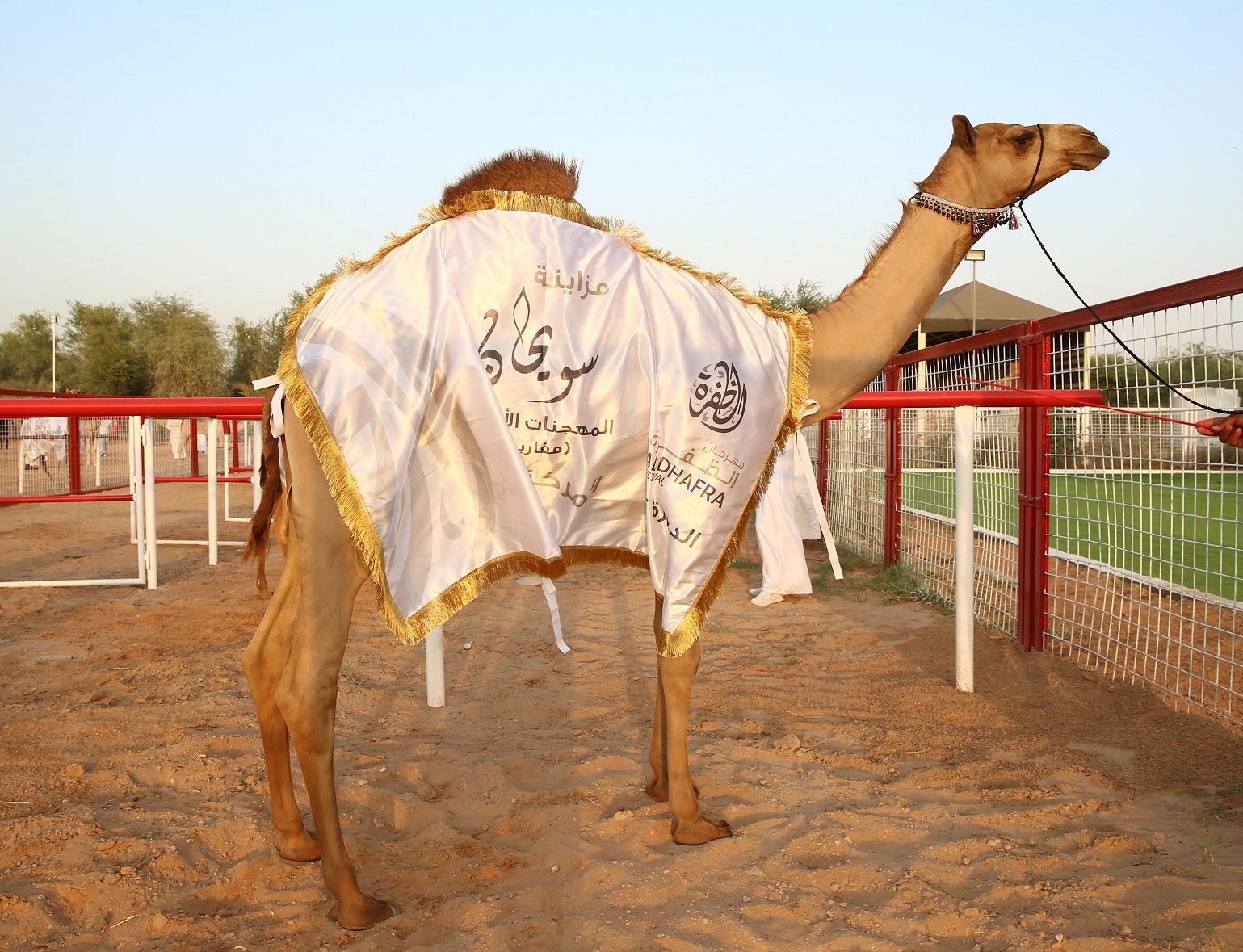 تتويج الفائزين في مزاينة سويحان بمهرجان الظفرة