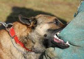 الصحة: (56) آلاف حالة عقر كلاب في المملكة سنويا