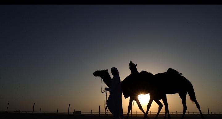 مزاينة سويحان تتوج الفائزين بأشواط اللقايا للمحليات والمجاهيم والمهجنات الأصايل