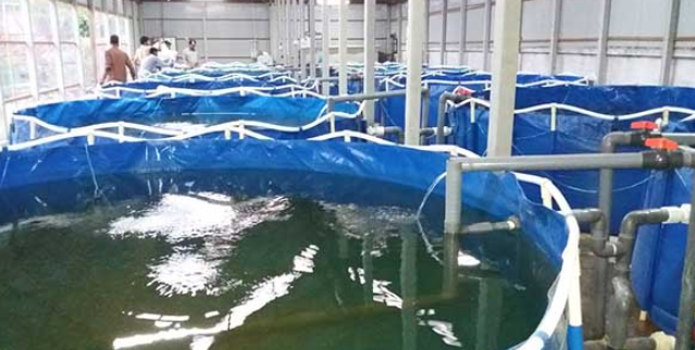 إقبال ملحوظ على الاستزراع السمكي في ذيبان