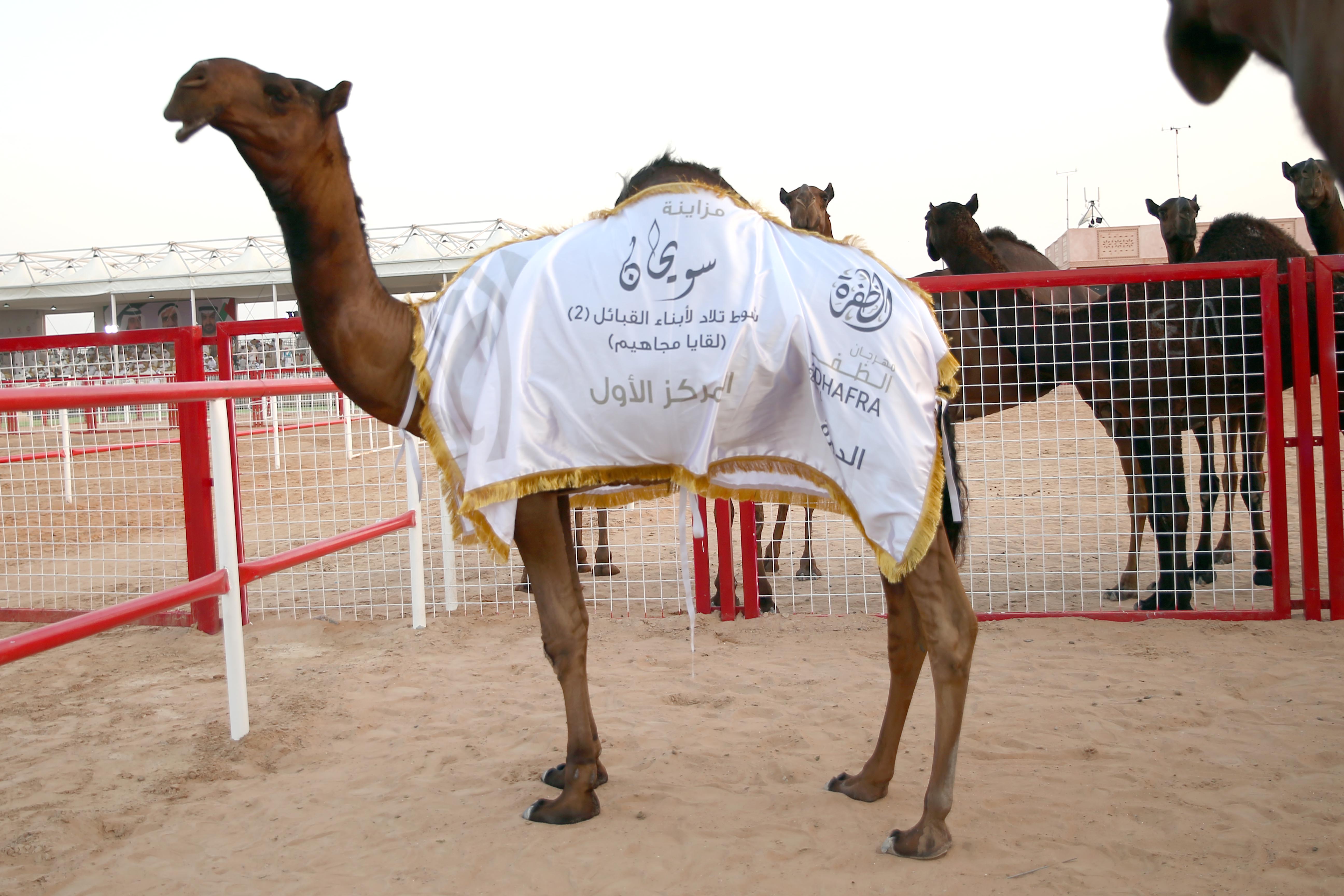 مزاينة سويحان تتوج الفائزين بأشواط اللقايا للمحليات والمجاهيم والمهجنات الأصايل