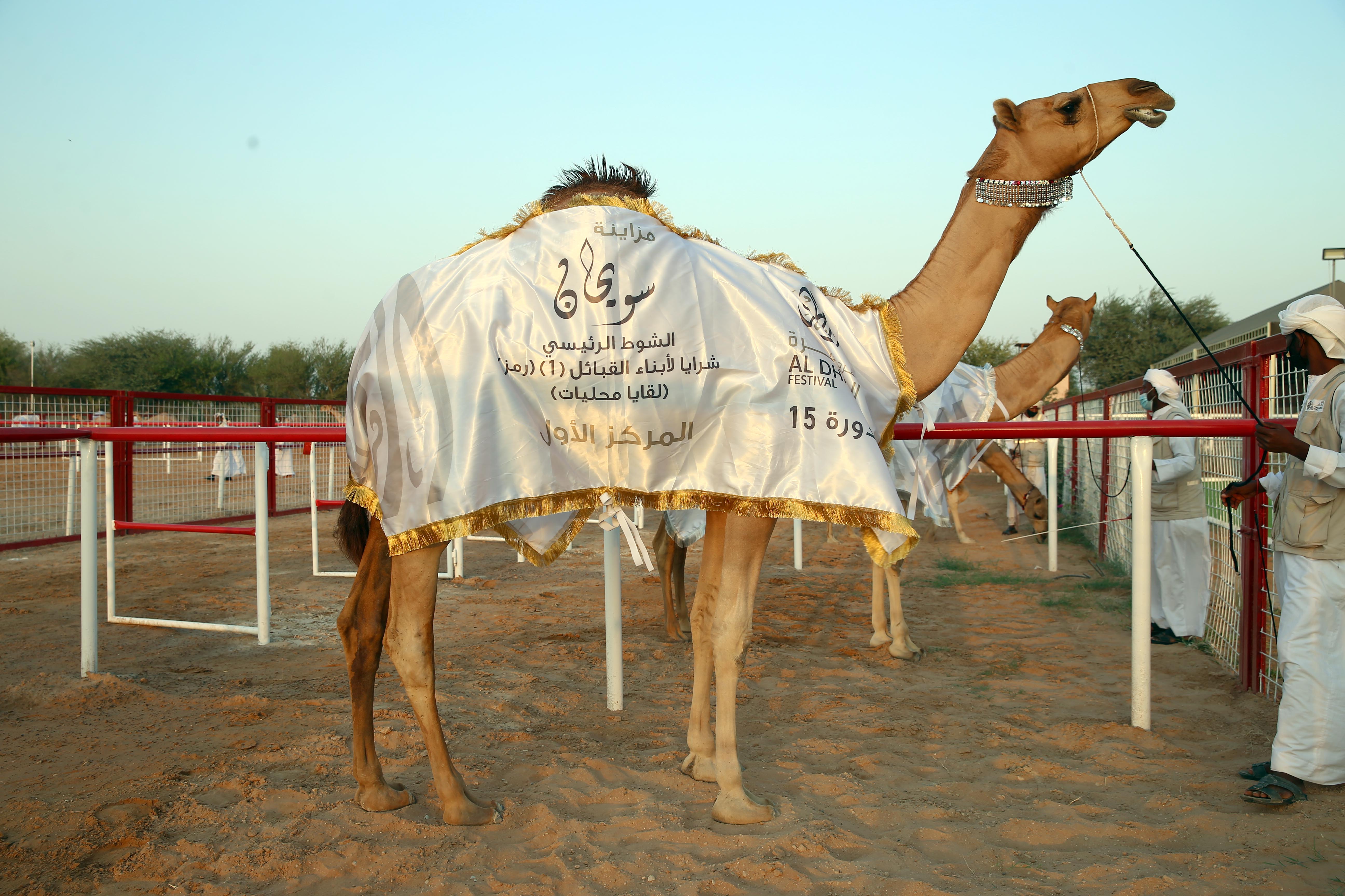 مزاينة سويحان تتوج الفائزين بأشواط اللقايا للمحليات والمجاهيم والمهجنات الأصايل