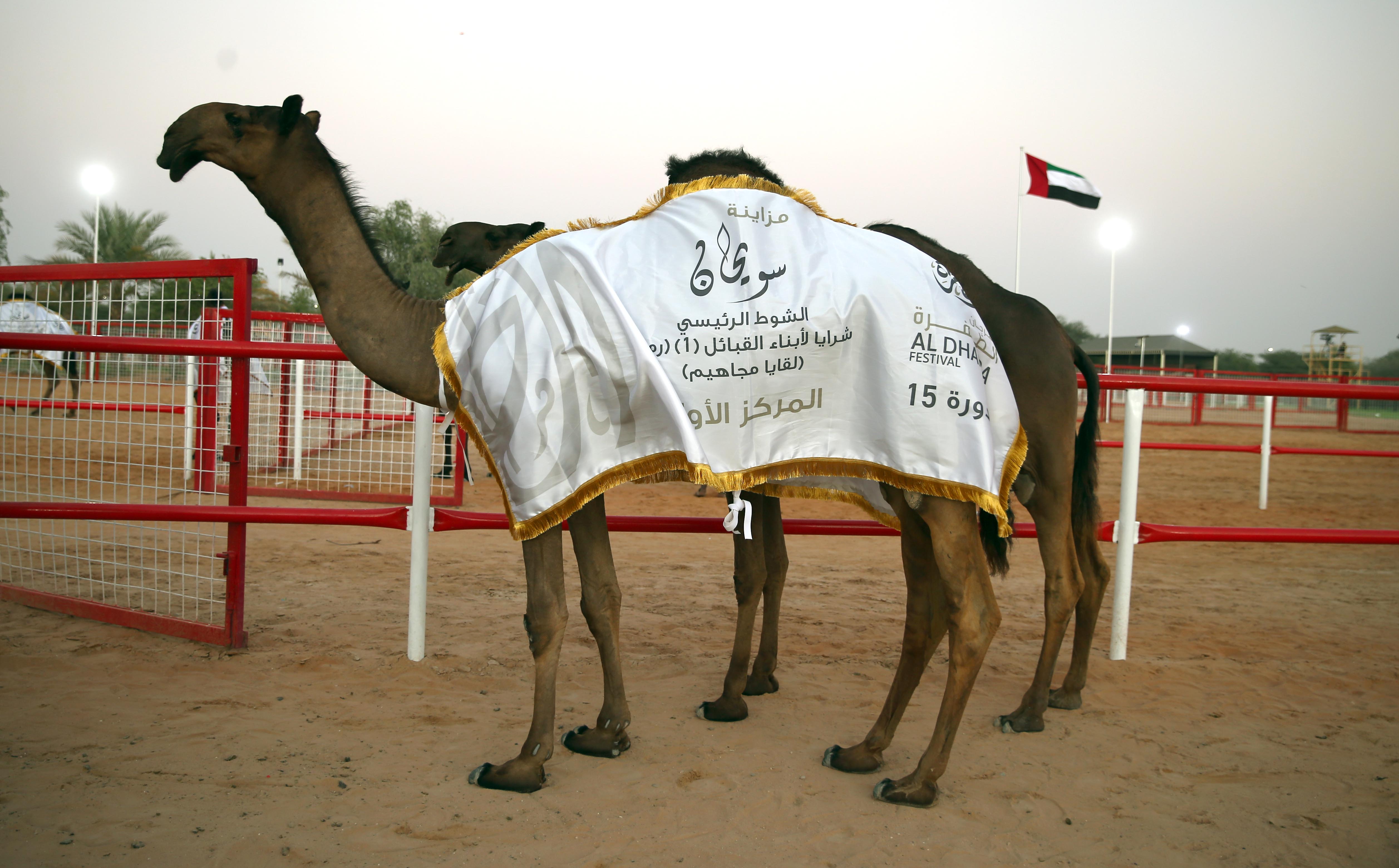 مزاينة سويحان تتوج الفائزين بأشواط اللقايا للمحليات والمجاهيم والمهجنات الأصايل