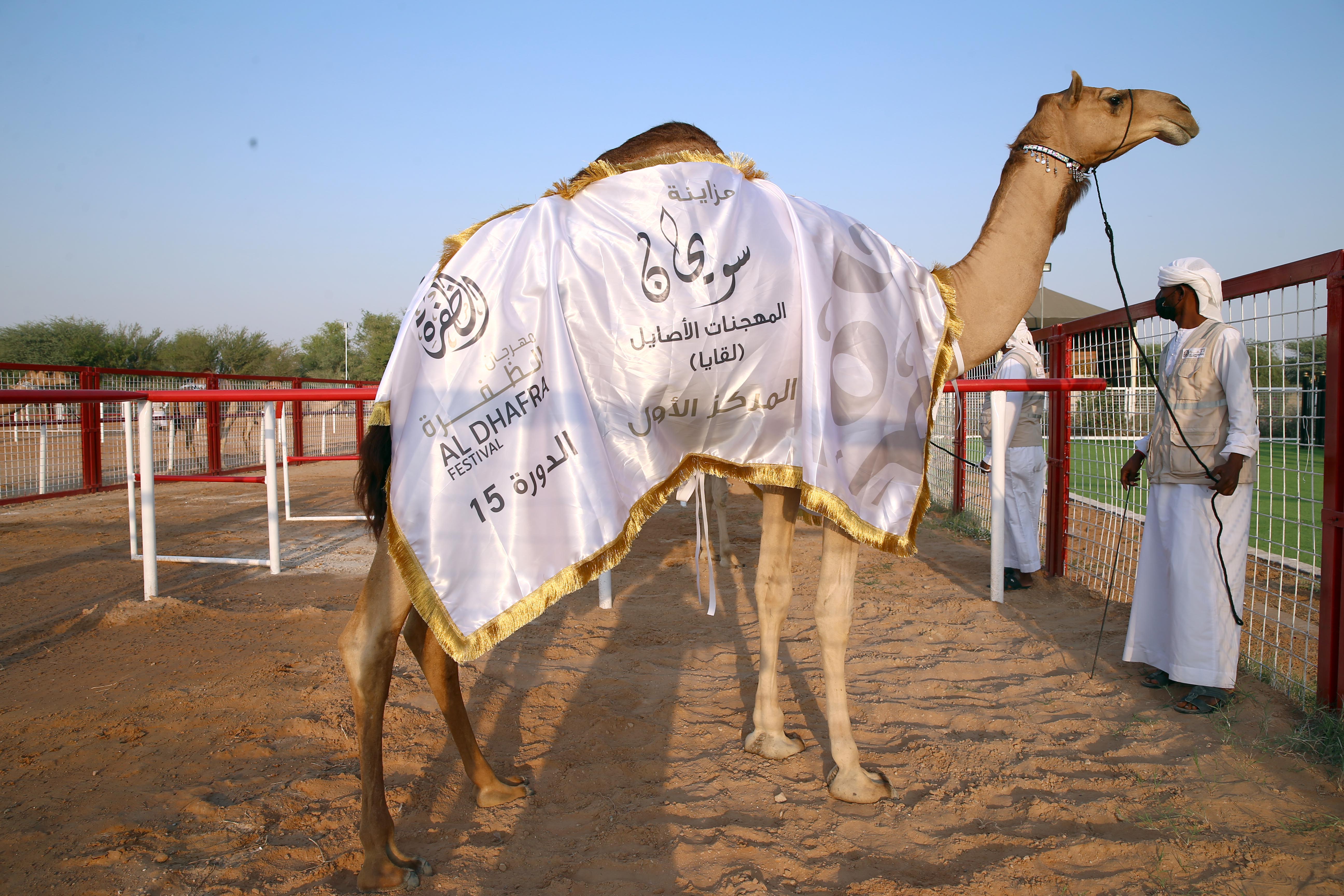 مزاينة سويحان تتوج الفائزين بأشواط اللقايا للمحليات والمجاهيم والمهجنات الأصايل