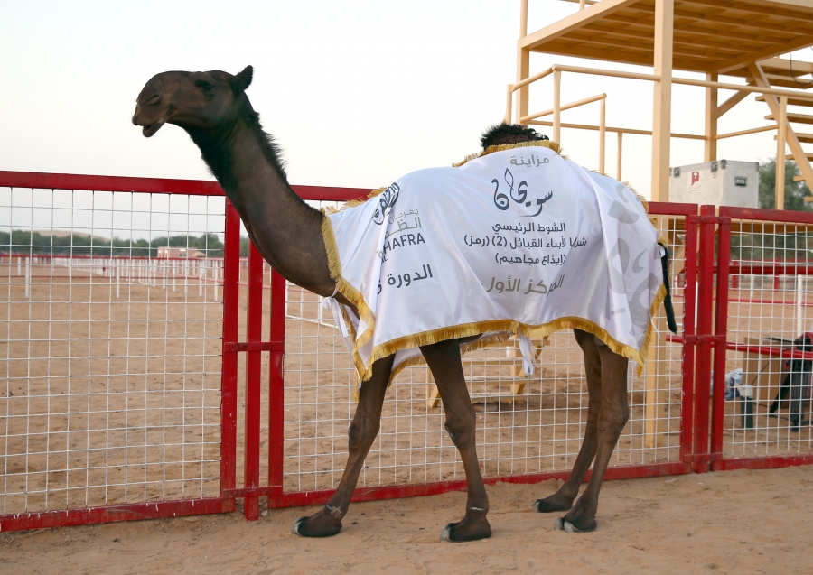 منافسات قوية تشهدها أشواط الإيذاع في مزاينة سويحان