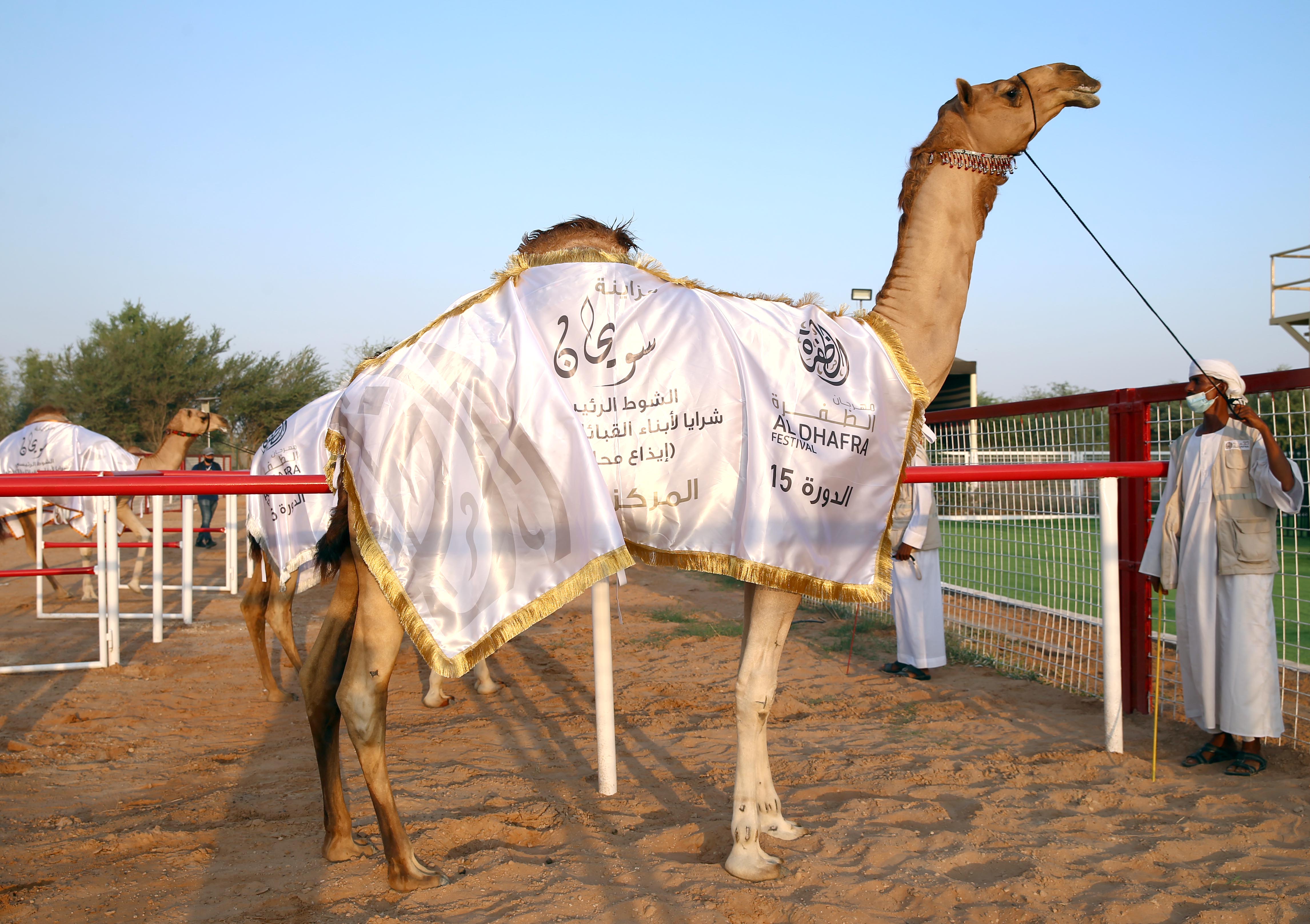 منافسات قوية تشهدها أشواط الإيذاع في مزاينة سويحان