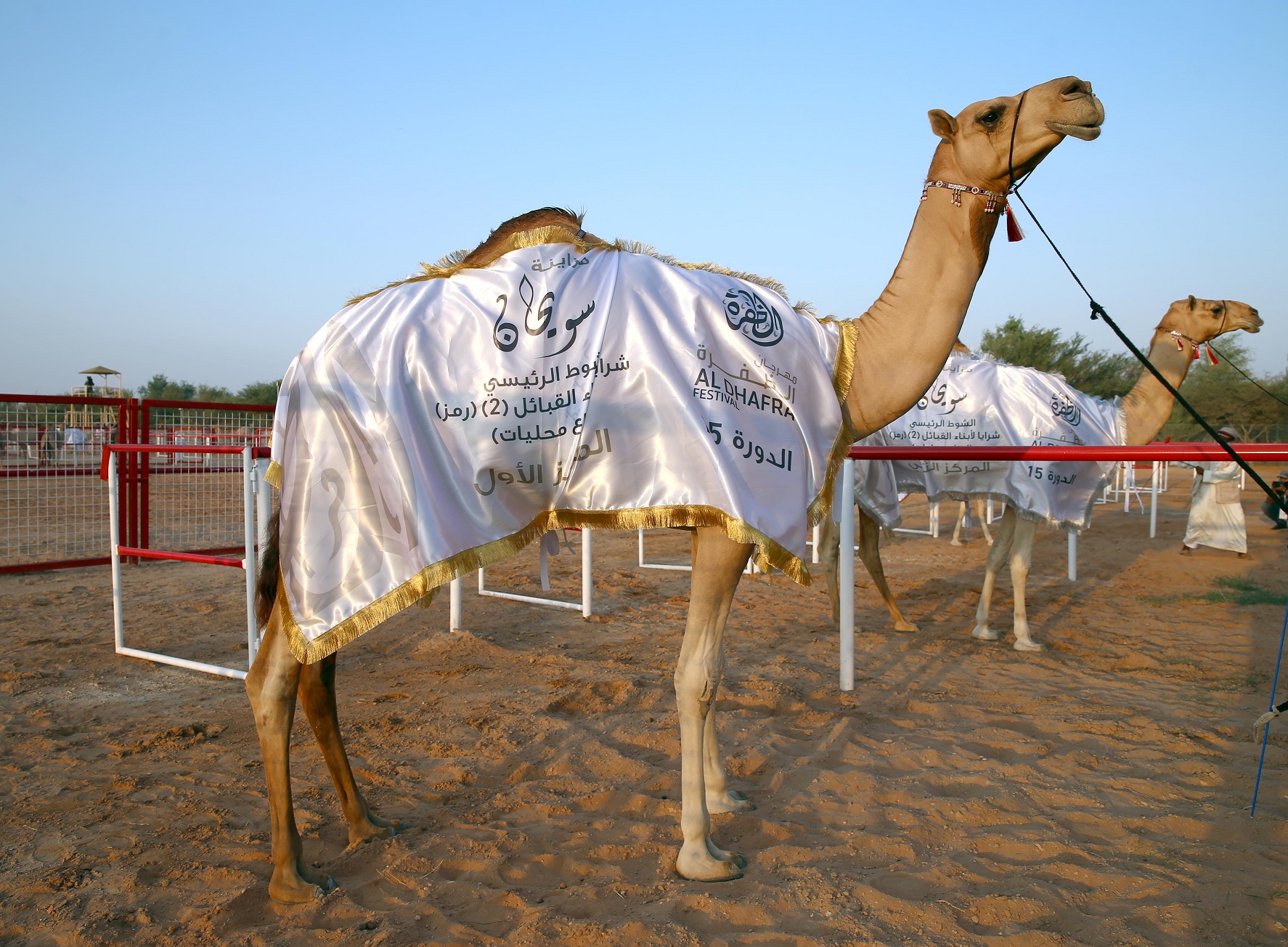 منافسات قوية تشهدها أشواط الإيذاع في مزاينة سويحان