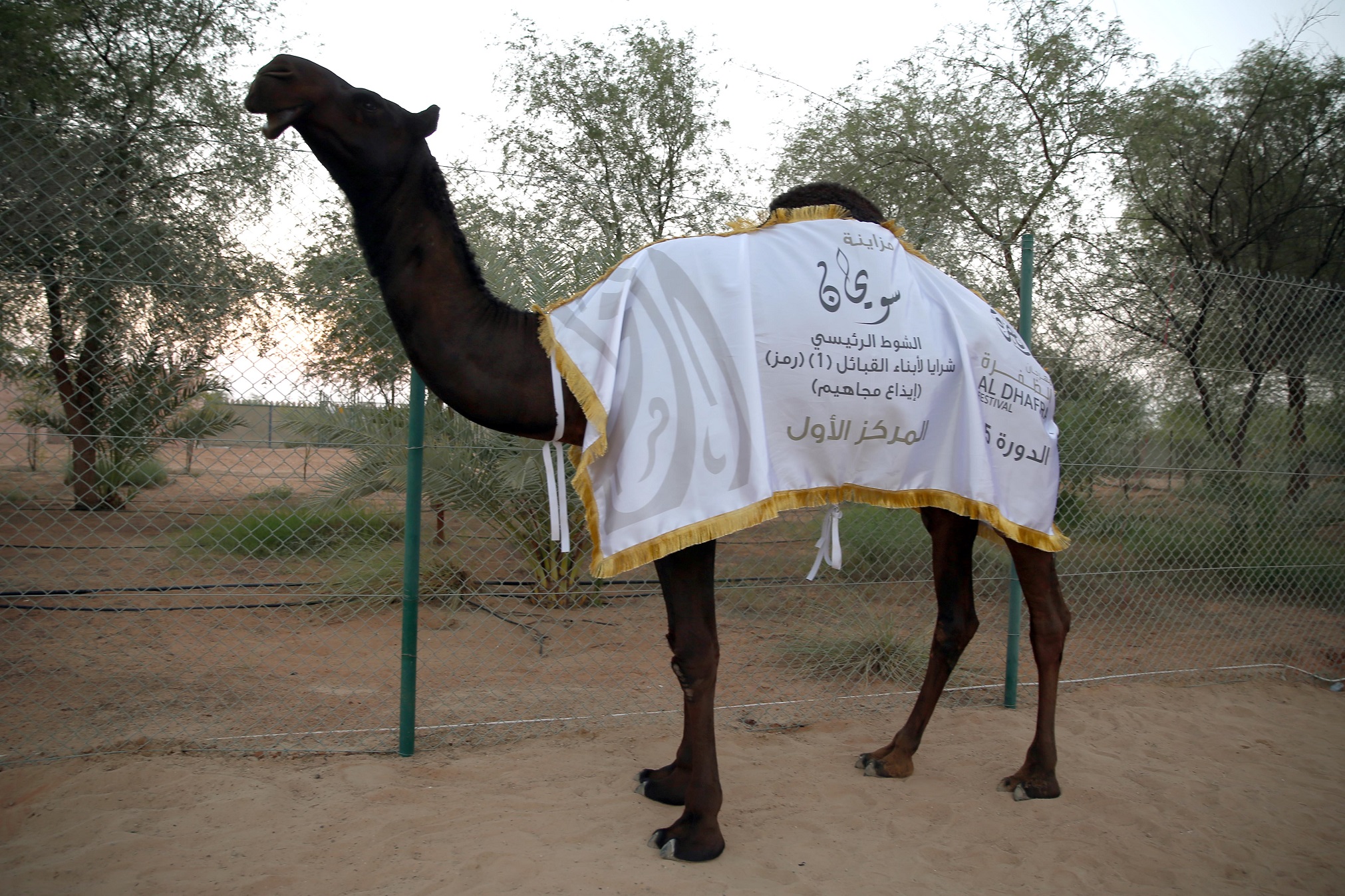 منافسات قوية تشهدها أشواط الإيذاع في مزاينة سويحان