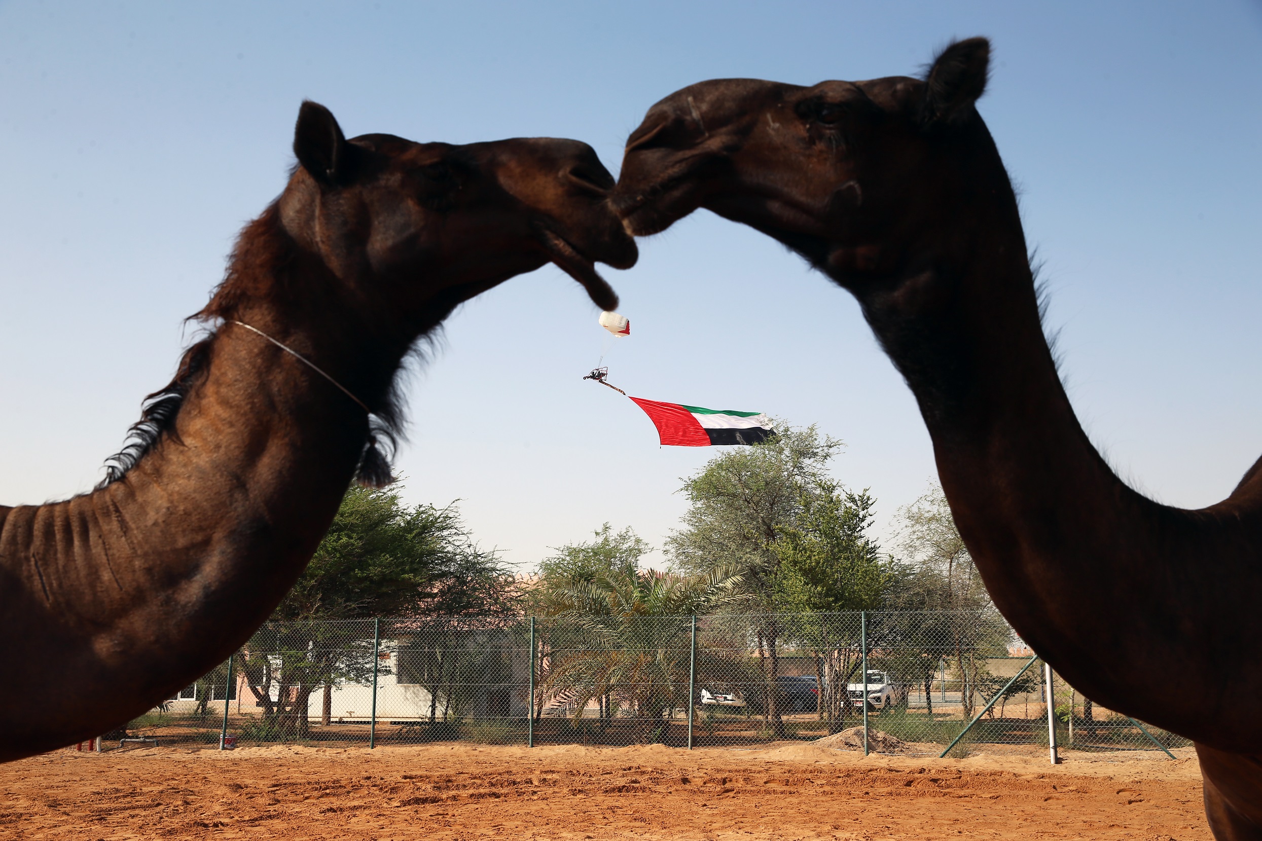 لجنة إدارة المهرجانات والبرامج الثقافية والتراثية بأبوظبي تحتفي بـ يوم العلم