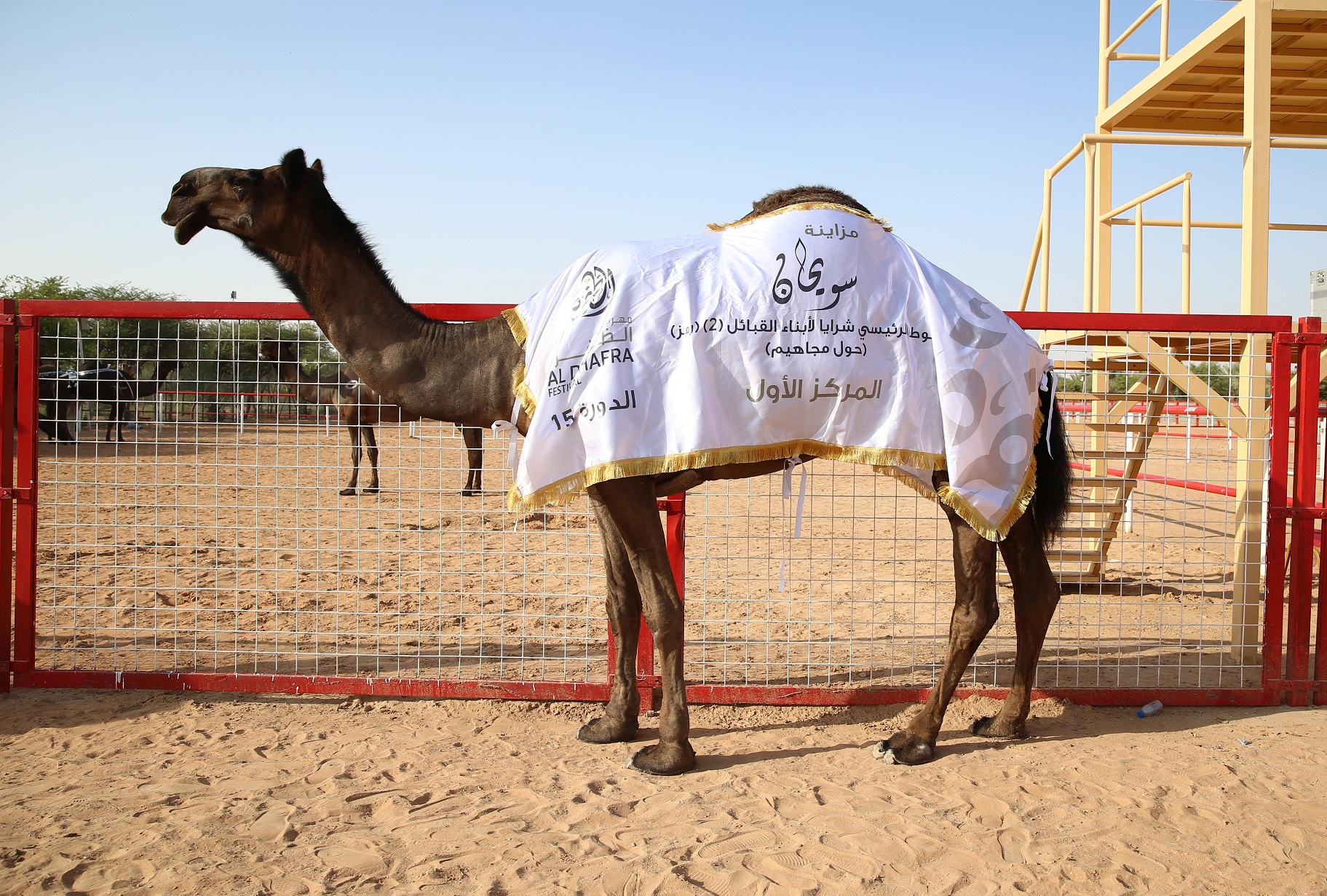 تتويج الفائزين بأشواط الحول المحليات والمجاهيم والمهجنات الأصايل بمزاينة سويحان