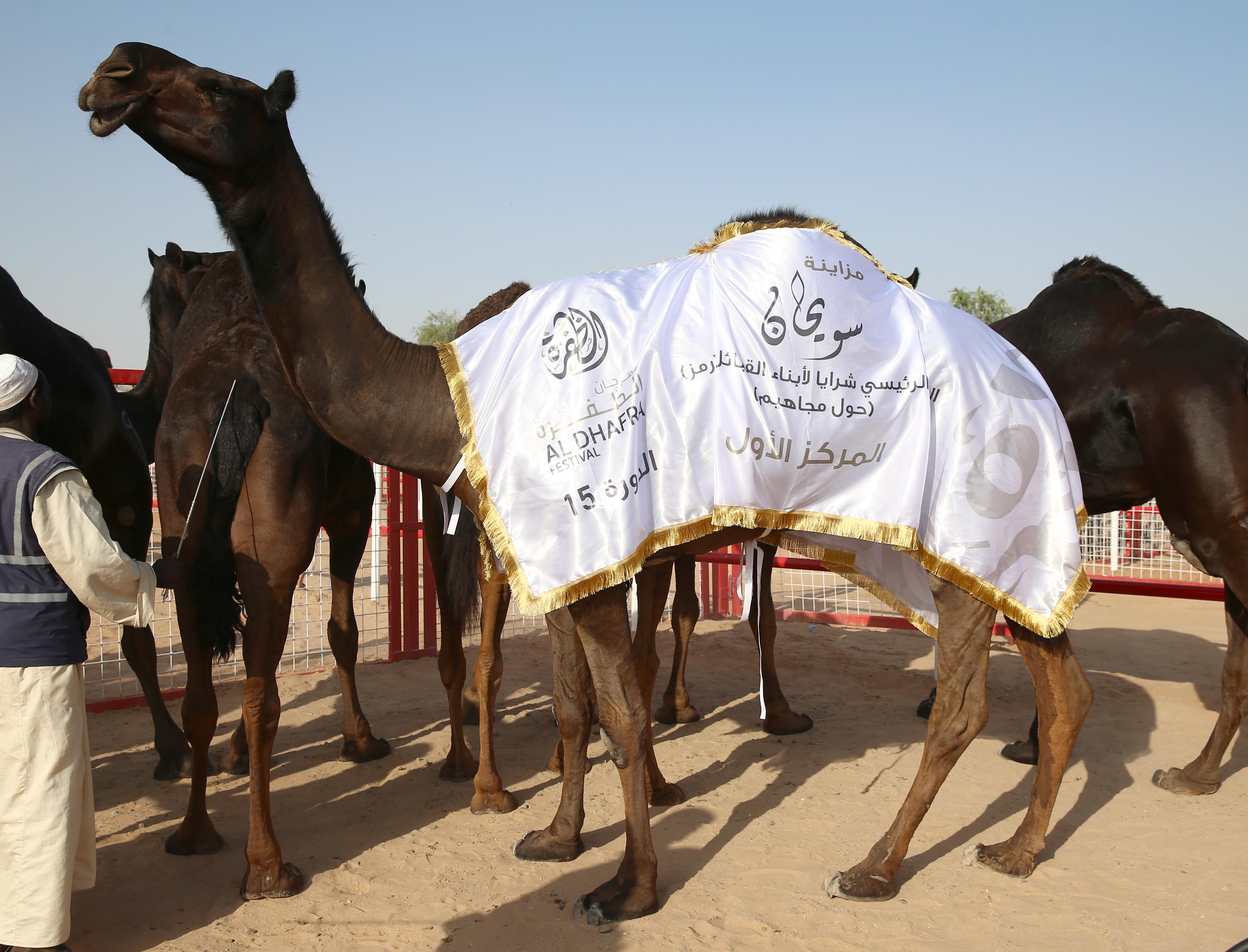 تتويج الفائزين بأشواط الحول المحليات والمجاهيم والمهجنات الأصايل بمزاينة سويحان