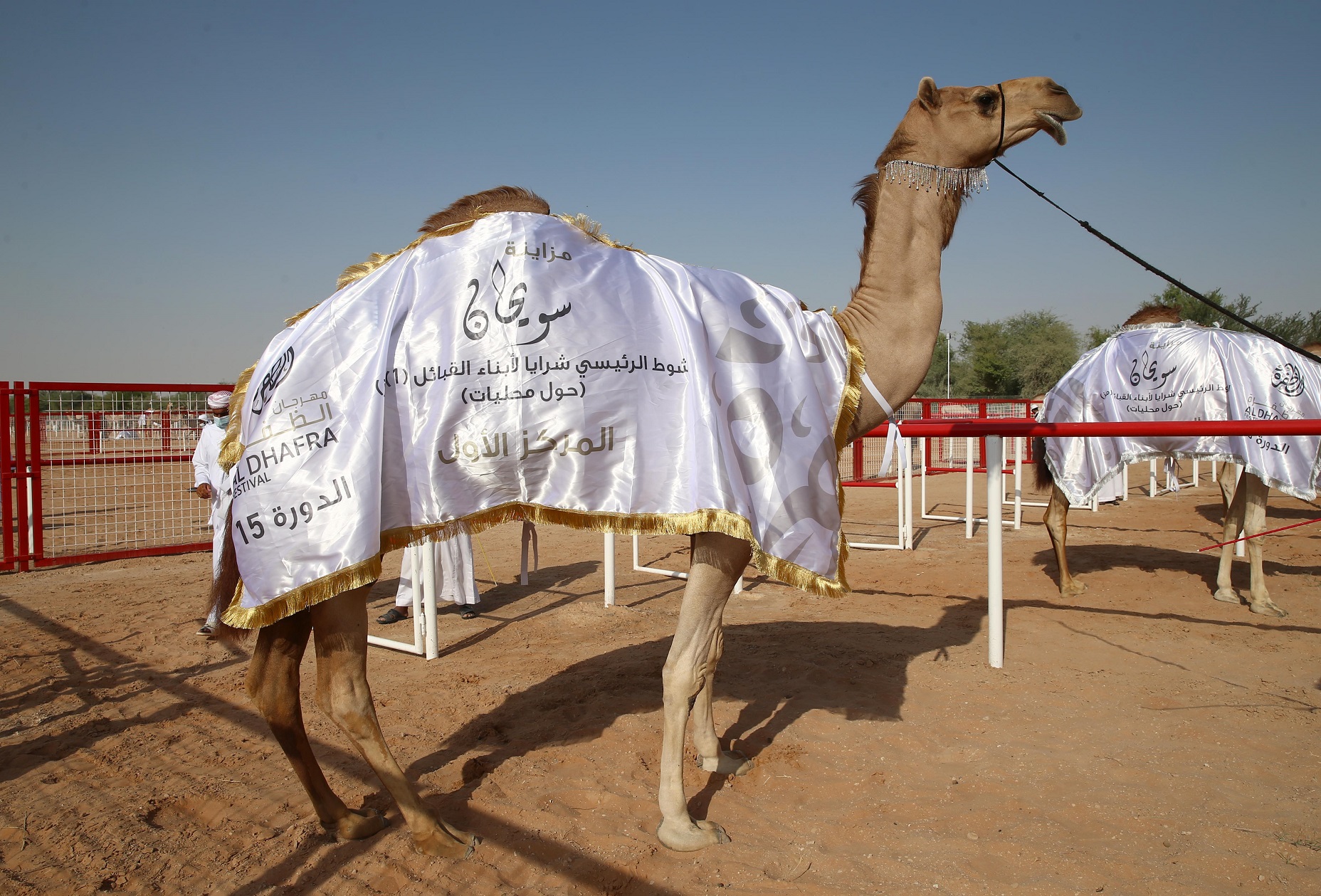 تتويج الفائزين بأشواط الحول المحليات والمجاهيم والمهجنات الأصايل بمزاينة سويحان