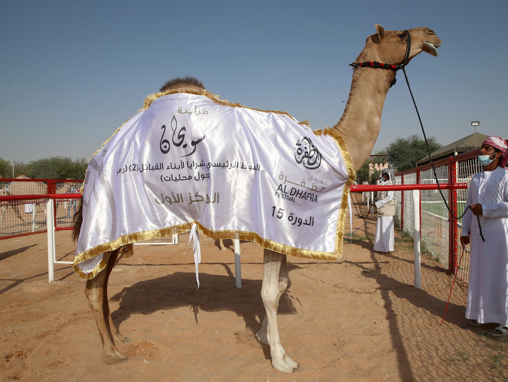 تتويج الفائزين بأشواط الحول المحليات والمجاهيم والمهجنات الأصايل بمزاينة سويحان