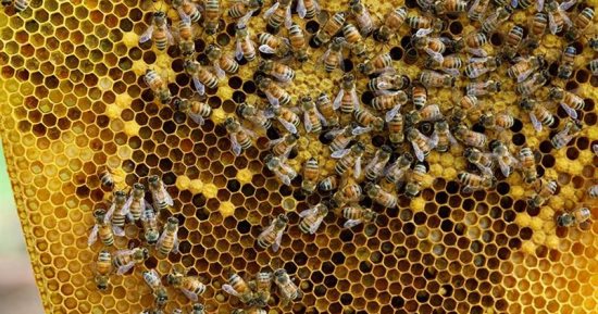 البحوث الزراعية ينظم ورشة عمل حول  إدارة النحل في فصل الخريف .