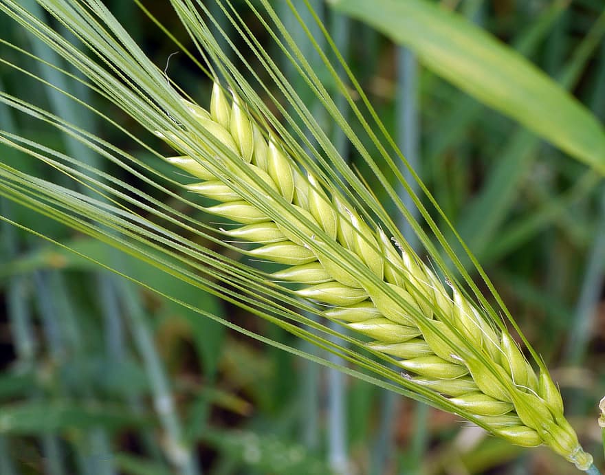 “التعاونية” تباشر بيع بذار القمح والشعير المدعوم