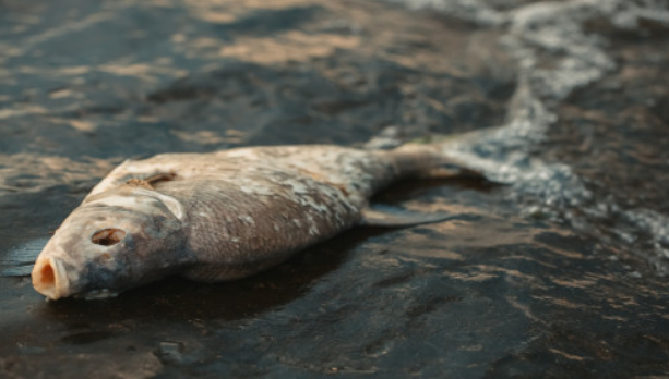 جمعية مربي الأسماك تقدر وزن الأسماك النافقة في سد الموجب بـ 500 طن على الأقل