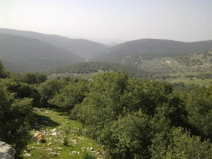 استمرار حملات النظافة في غابات برقش