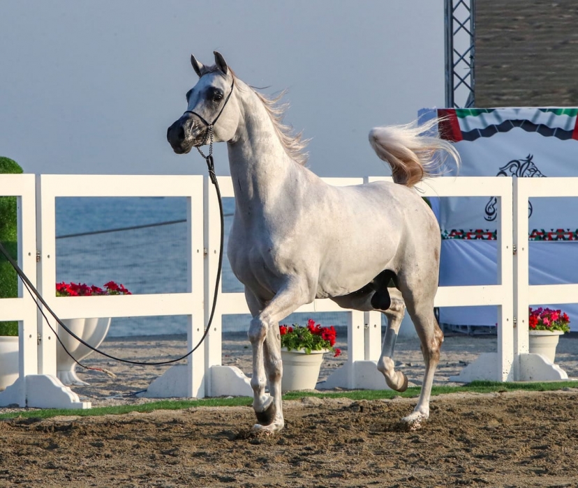 مهرجان الشارقة كلباء الثالث للجواد العربي