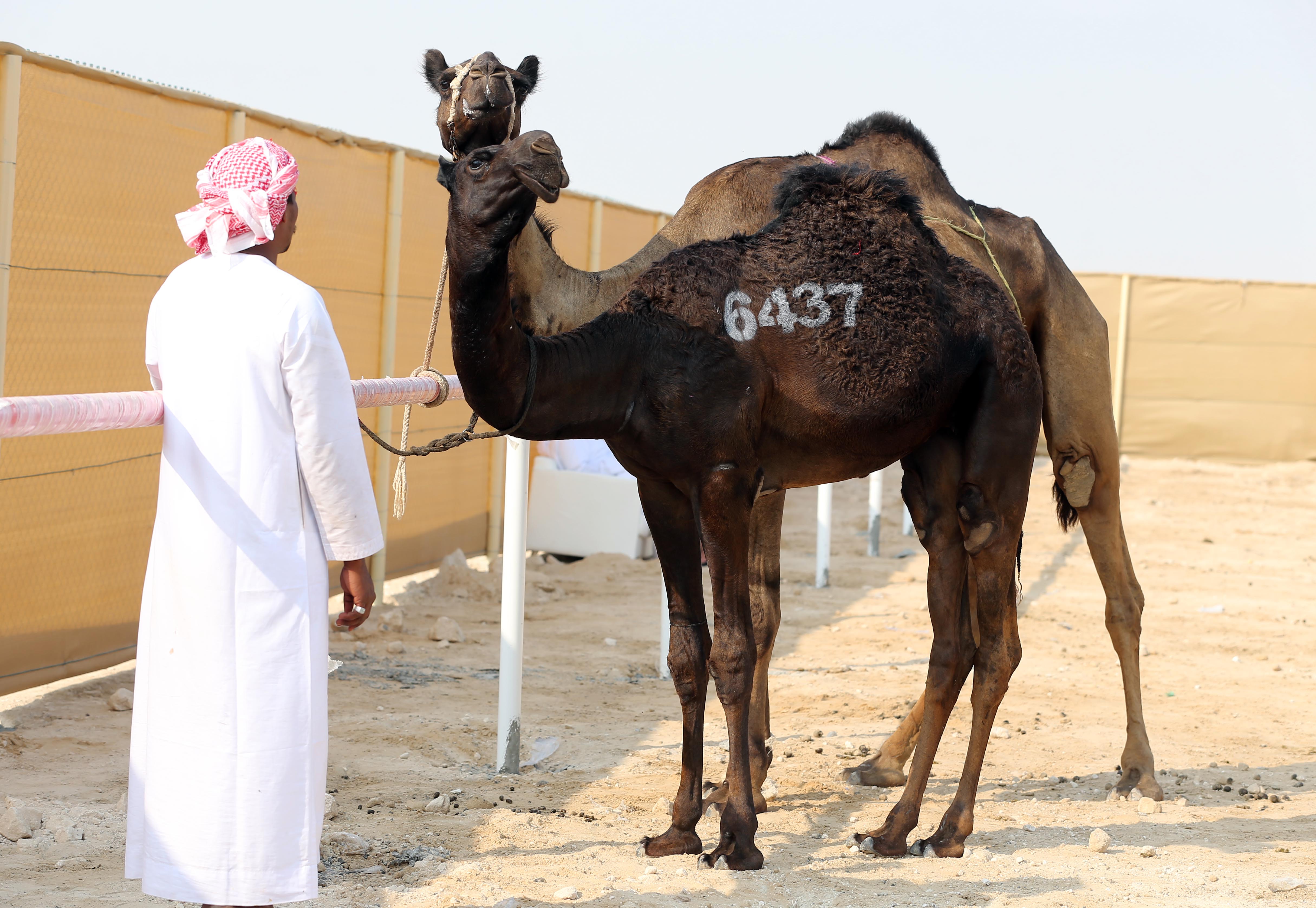 مزاينة رزين بمهرجان الظفرة 15 تستمر في ترصيص الإبل لغاية 23 نوفمبر الجاري