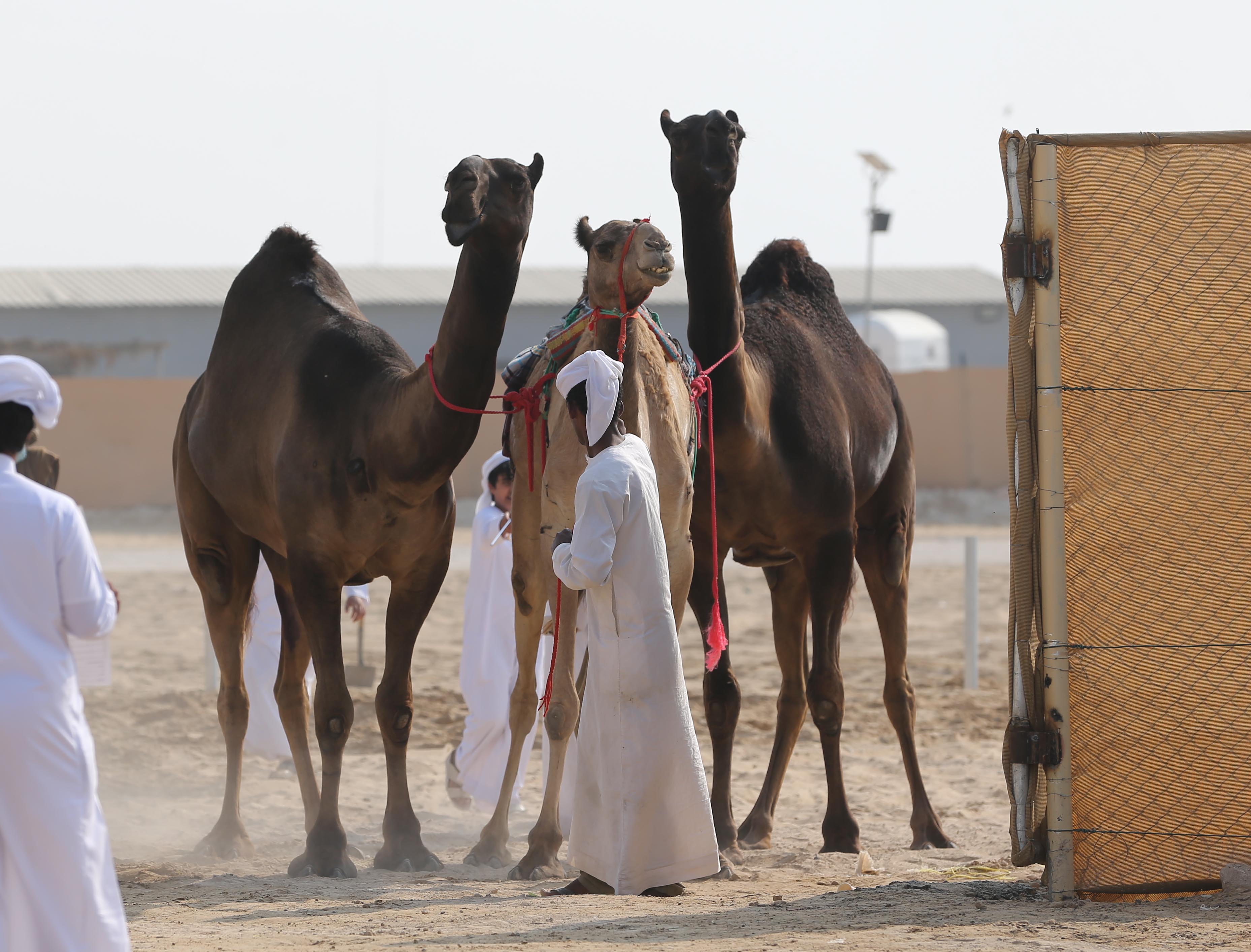 مزاينة رزين بمهرجان الظفرة 15 تستمر في ترصيص الإبل لغاية 23 نوفمبر الجاري
