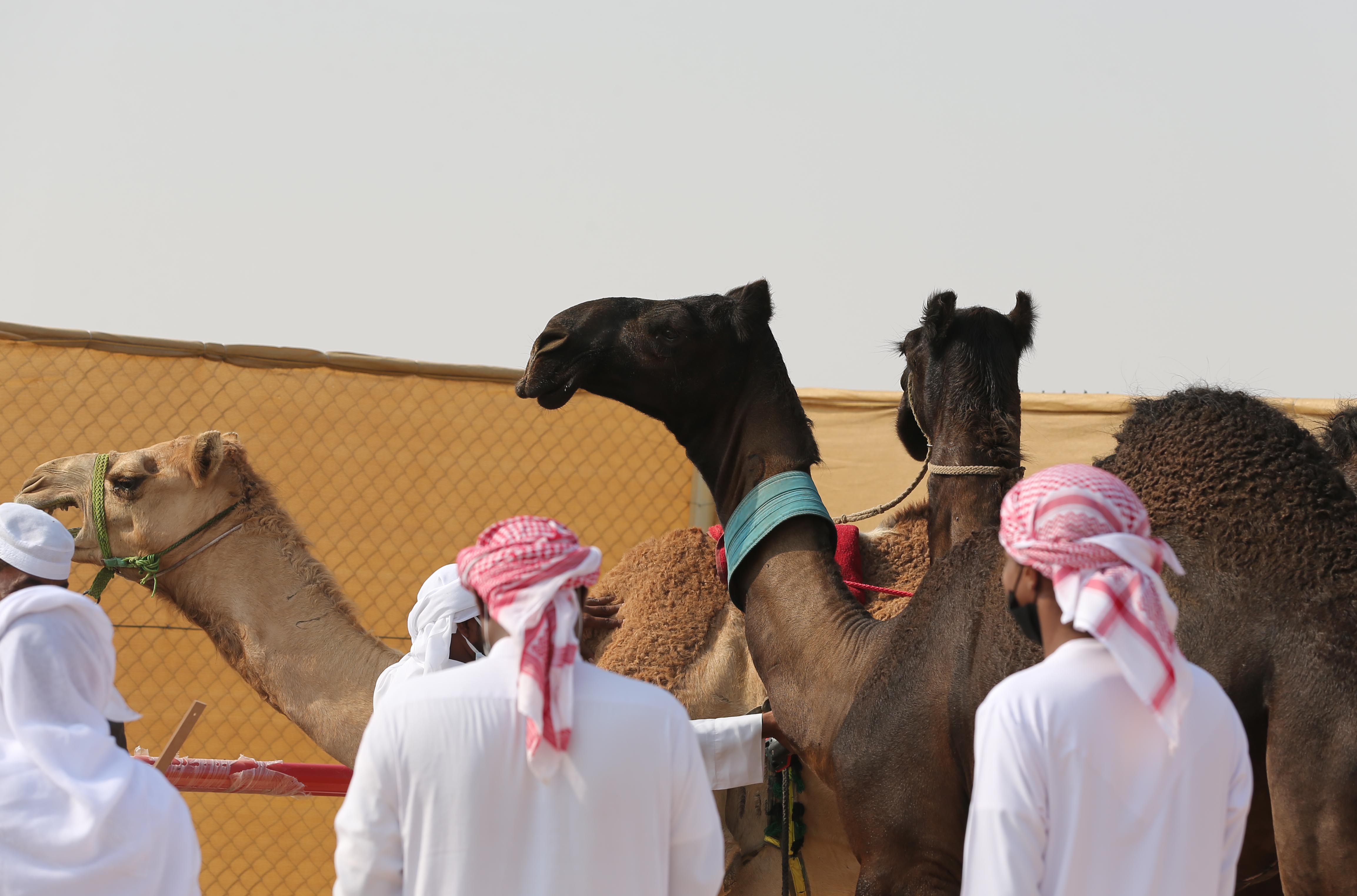 مزاينة رزين بمهرجان الظفرة 15 تستمر في ترصيص الإبل لغاية 23 نوفمبر الجاري