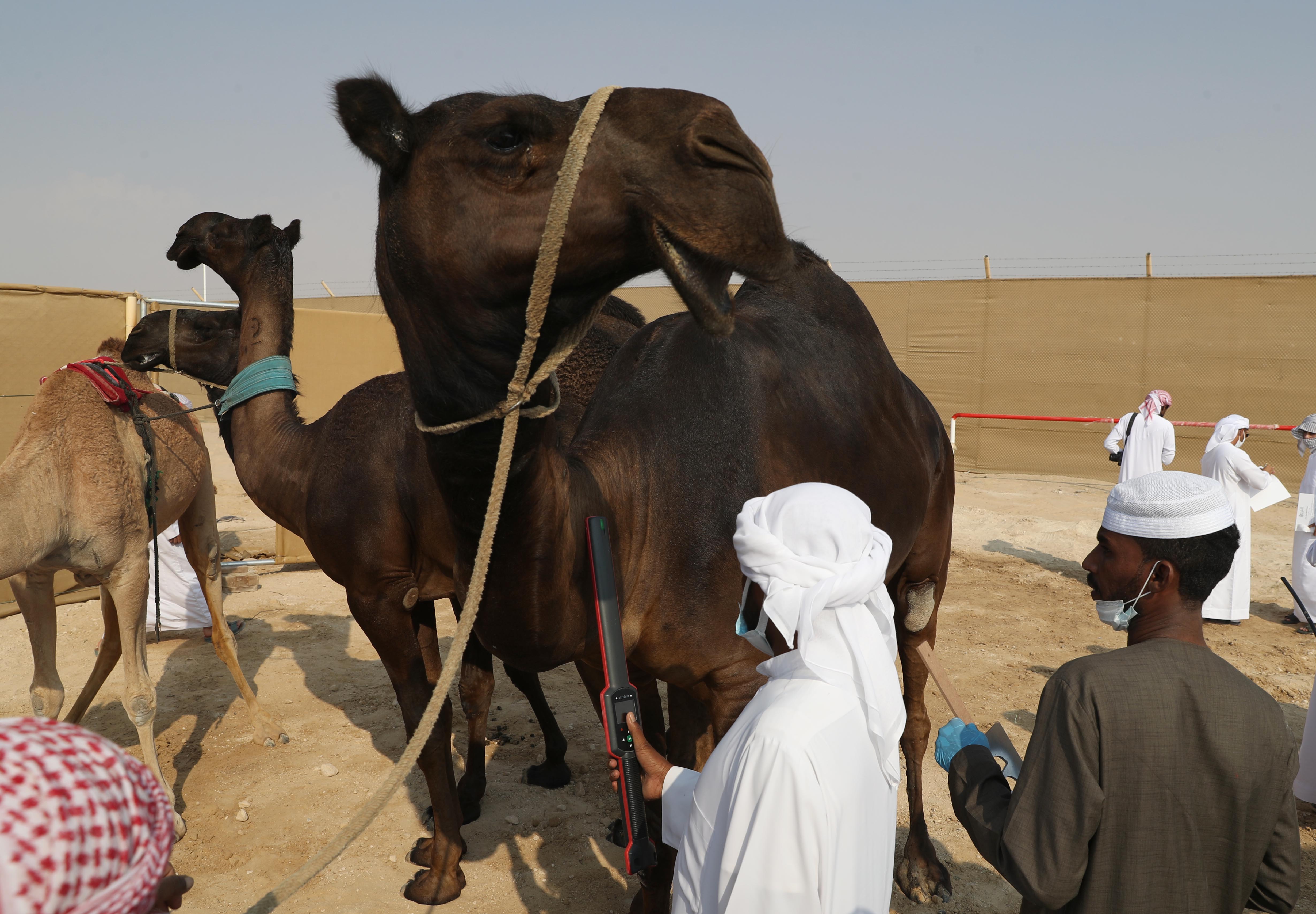 مزاينة رزين بمهرجان الظفرة 15 تستمر في ترصيص الإبل لغاية 23 نوفمبر الجاري