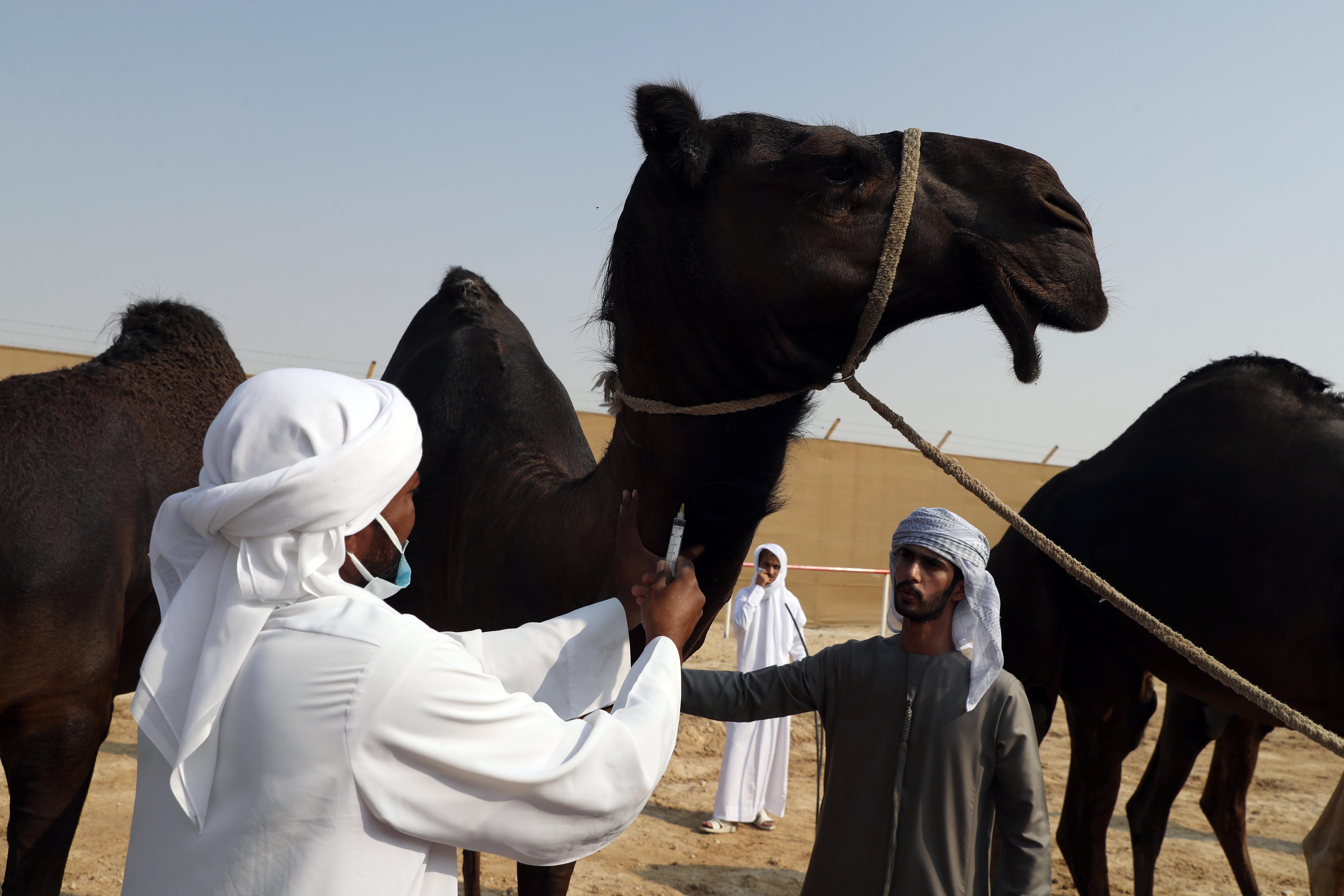 مزاينة رزين بمهرجان الظفرة 15 تستمر في ترصيص الإبل لغاية 23 نوفمبر الجاري