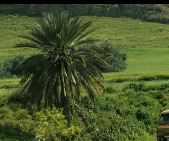 الحنيفات: نسعى لزراعة مليون شجرة نخيل في الأردن بحلول 2030