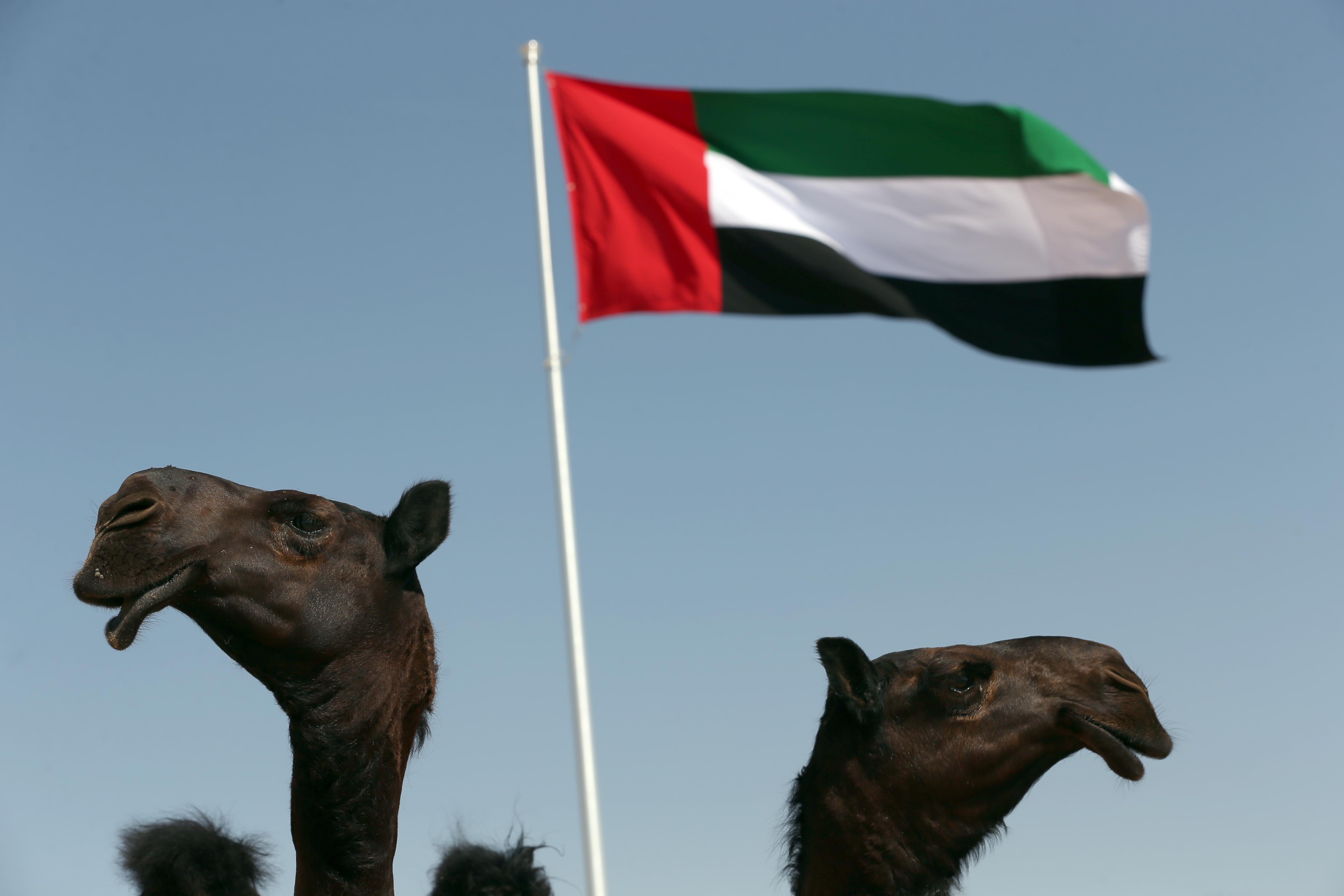 تتويج الفائزين في أشواط المفاريد المجاهيم بمزاينة رزين