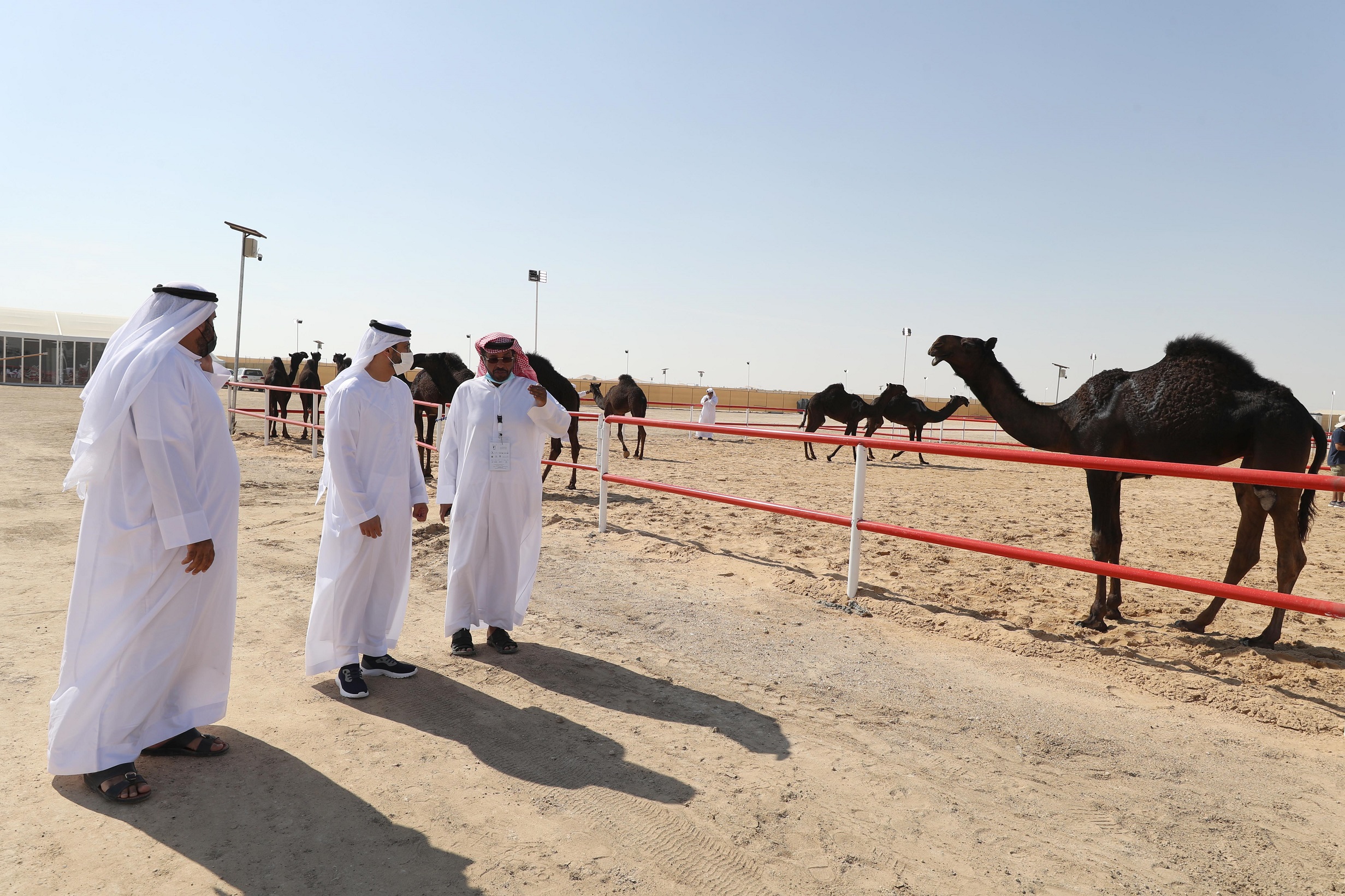 تتويج الفائزين في أشواط المفاريد المجاهيم بمزاينة رزين