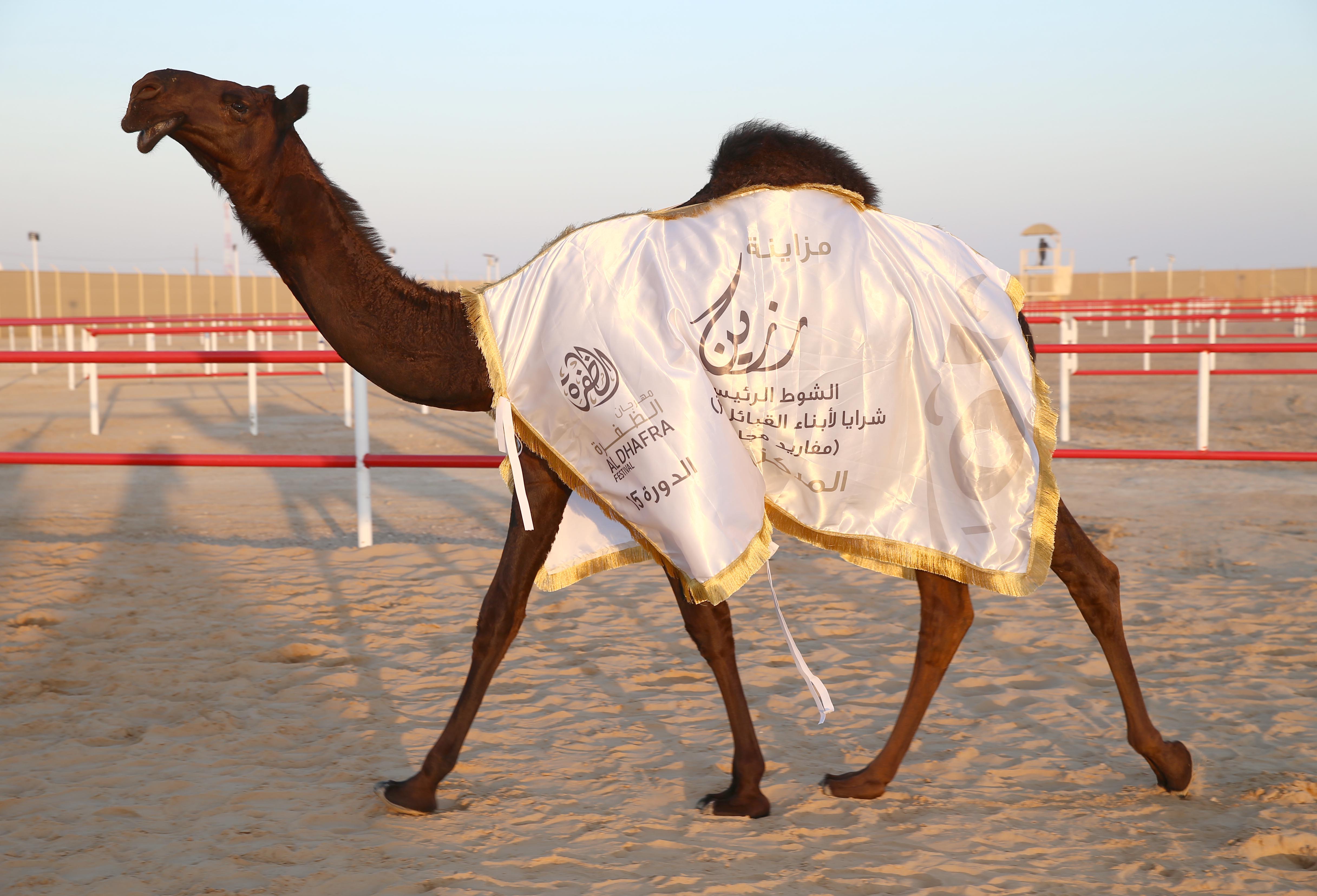 تتويج الفائزين في أشواط المفاريد المجاهيم بمزاينة رزين