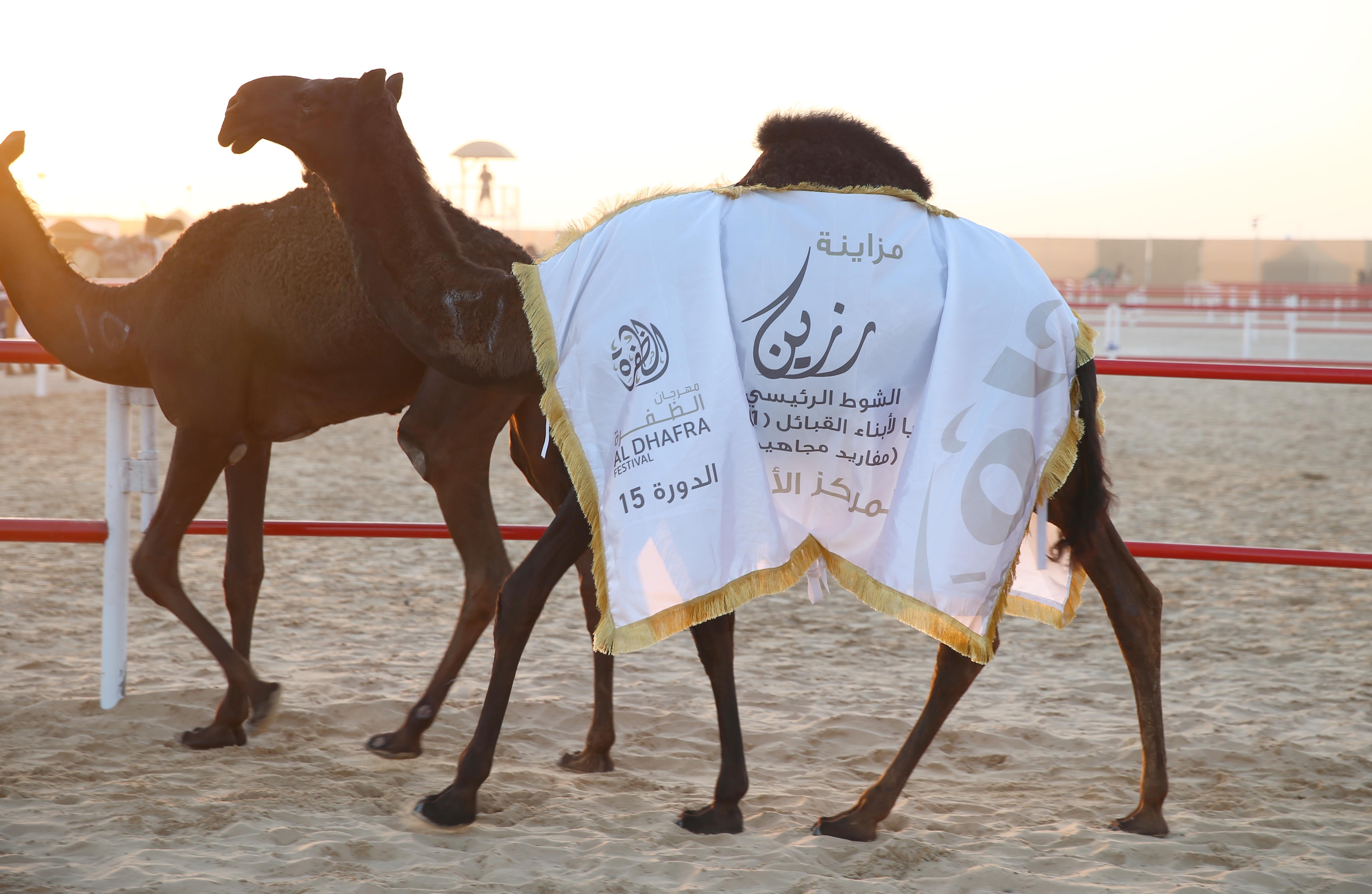 تتويج الفائزين في أشواط المفاريد المجاهيم بمزاينة رزين