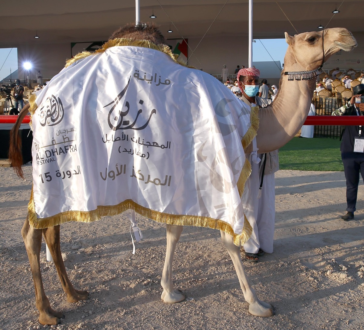 فارس المزروعي يتفقد موقع مزاينة رزين  بمهرجان الظفرة