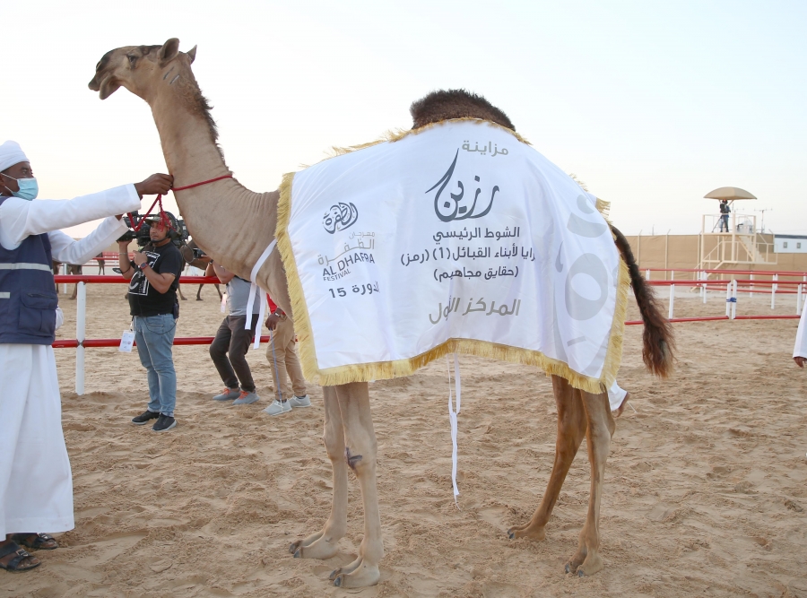 مزاينة رزين بمهرجان الظفرة 15 تتوج الفائزين في أشواط إبل الحقايق