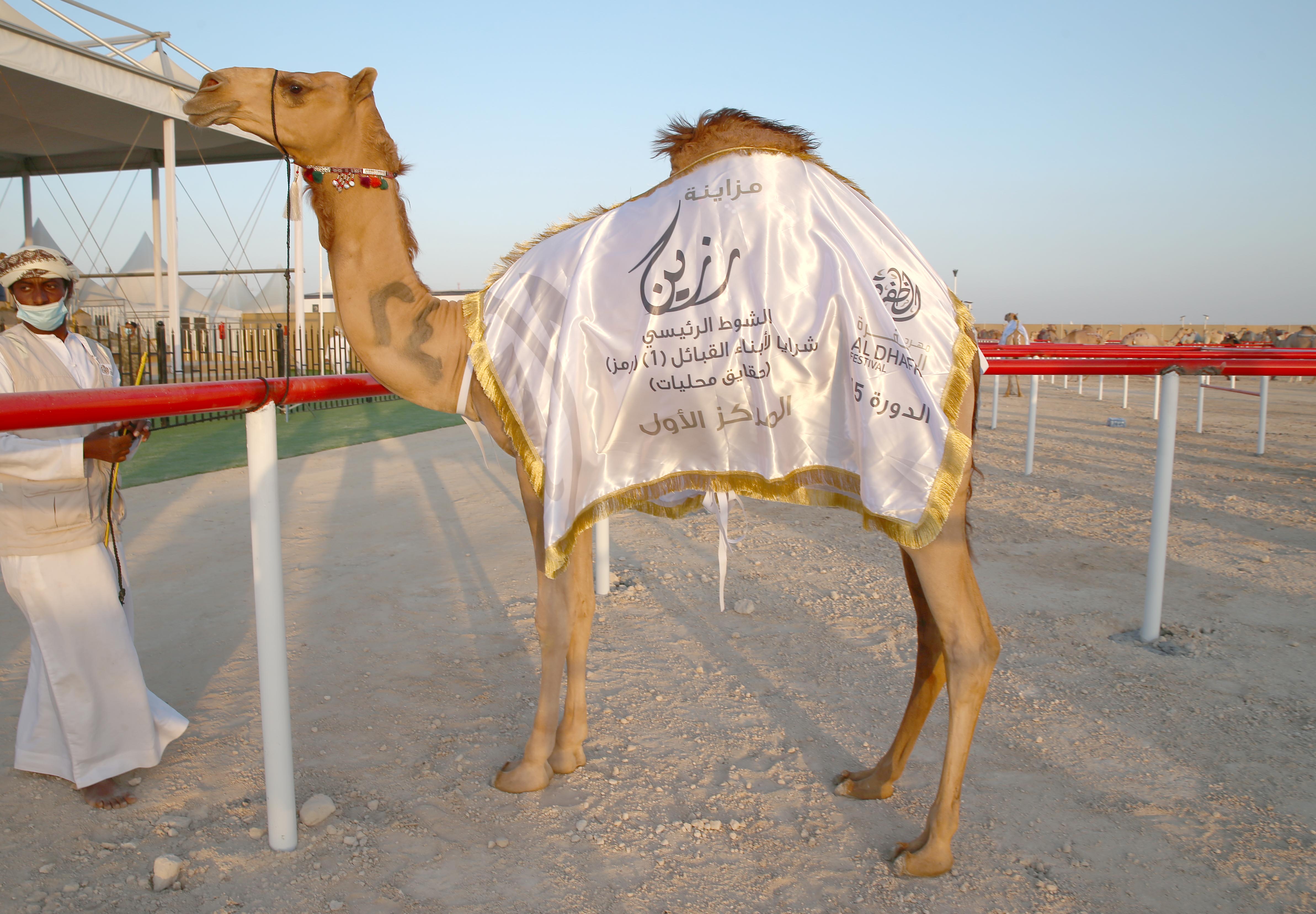 مزاينة رزين بمهرجان الظفرة 15 تتوج الفائزين في أشواط إبل الحقايق