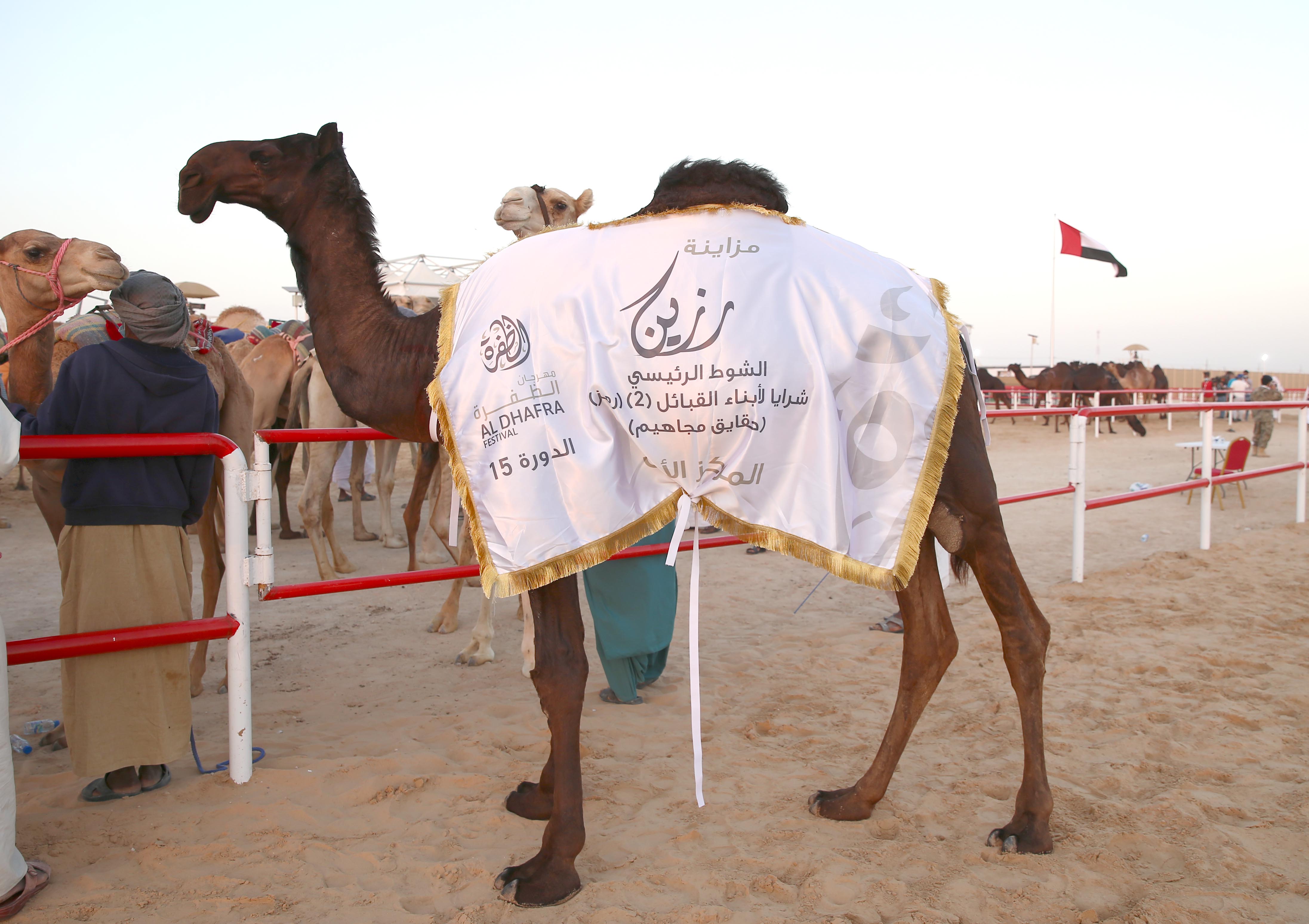 مزاينة رزين بمهرجان الظفرة 15 تتوج الفائزين في أشواط إبل الحقايق