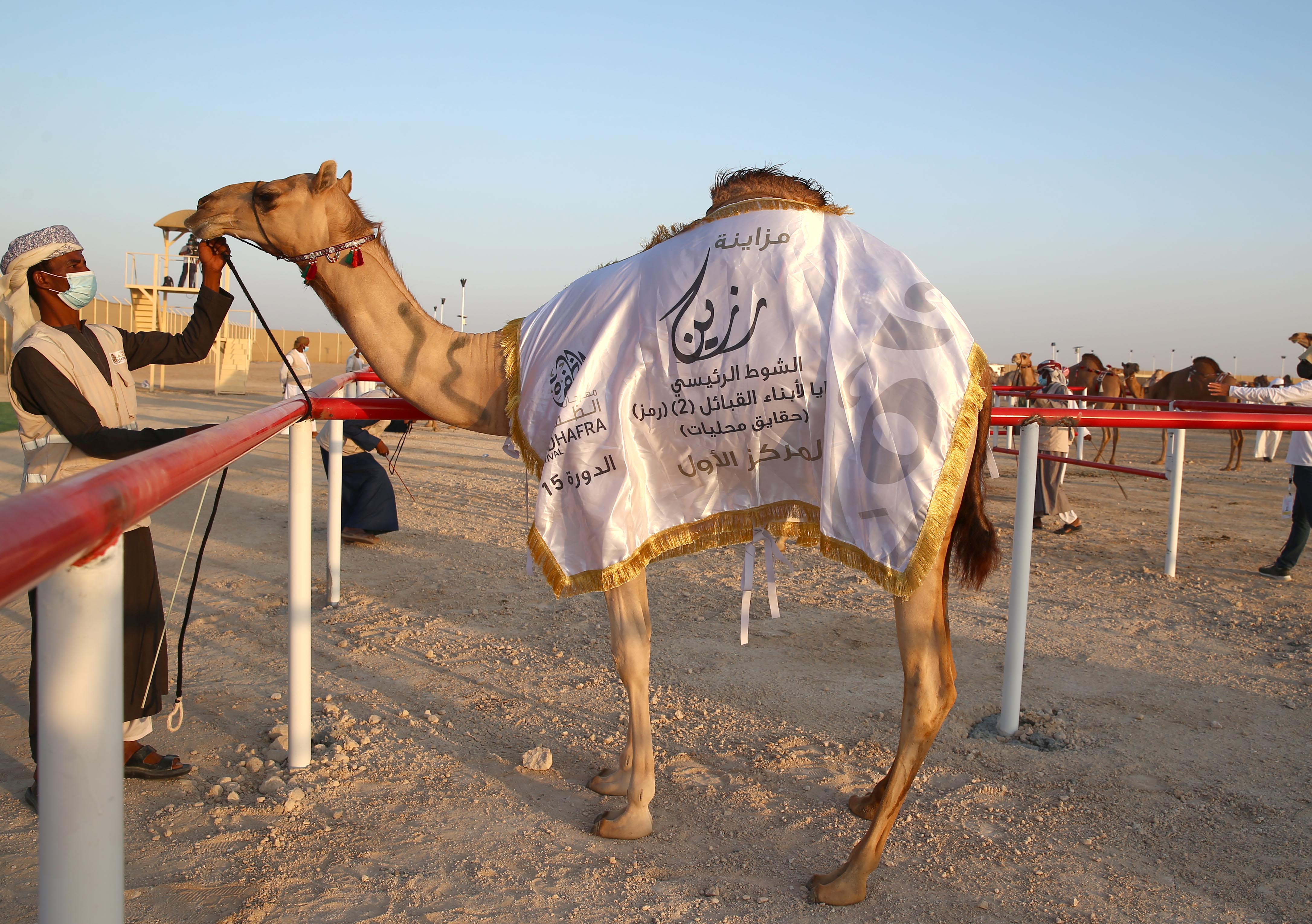 مزاينة رزين بمهرجان الظفرة 15 تتوج الفائزين في أشواط إبل الحقايق