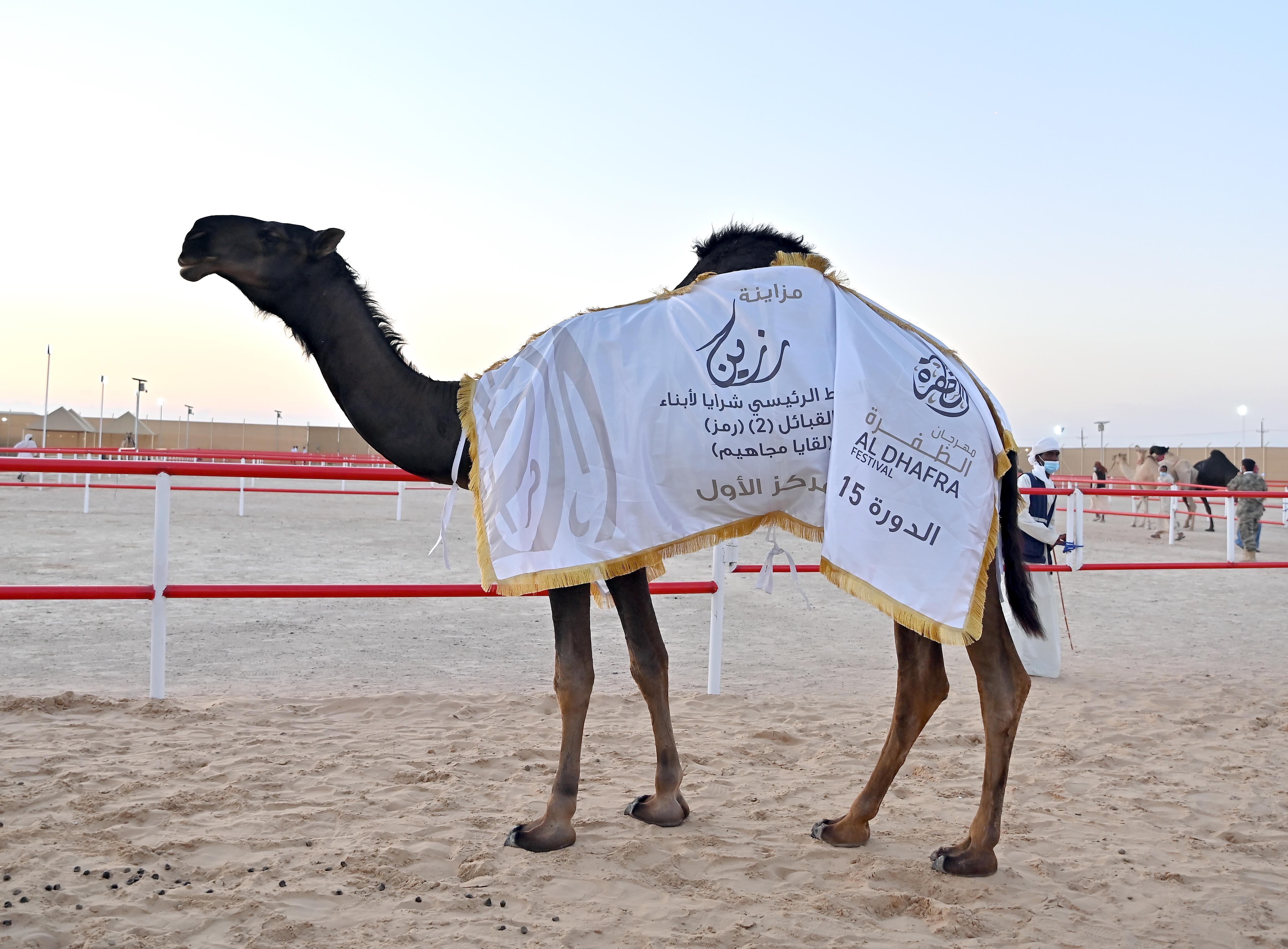 مزاينة رزين بمهرجان الظفرة تواصل مسابقاتها لليوم الخامس على التوالي