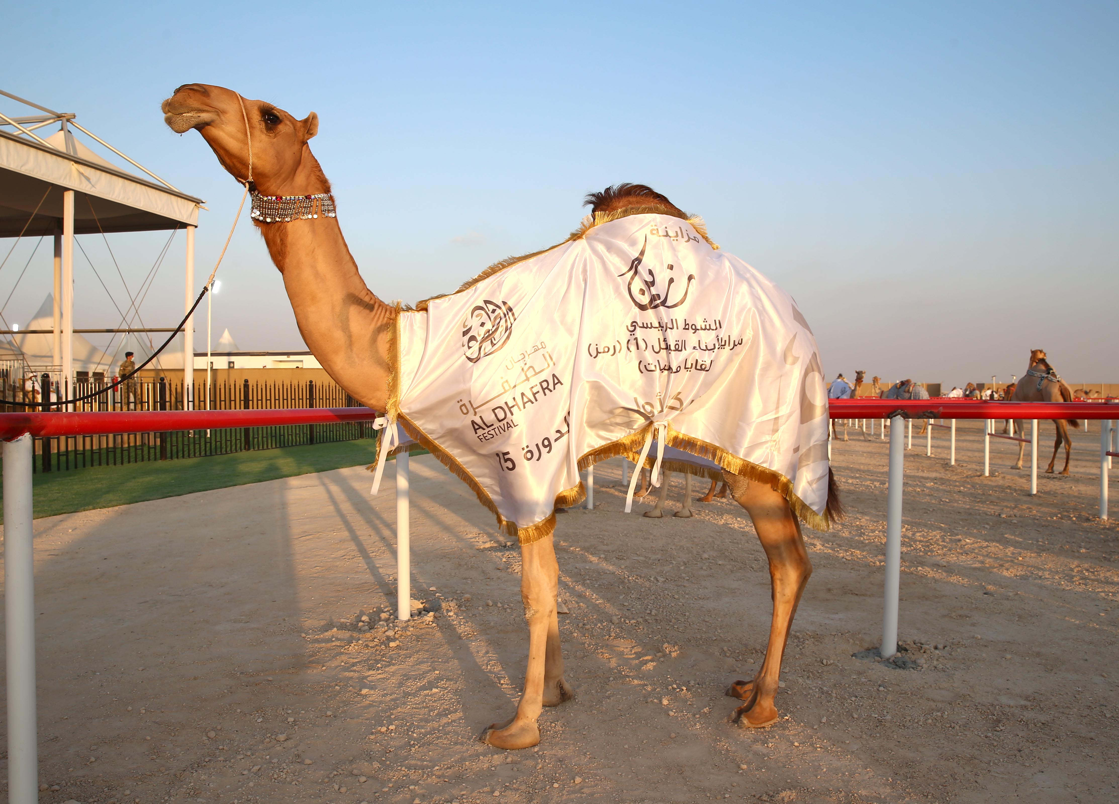 مزاينة رزين بمهرجان الظفرة تواصل مسابقاتها لليوم الخامس على التوالي