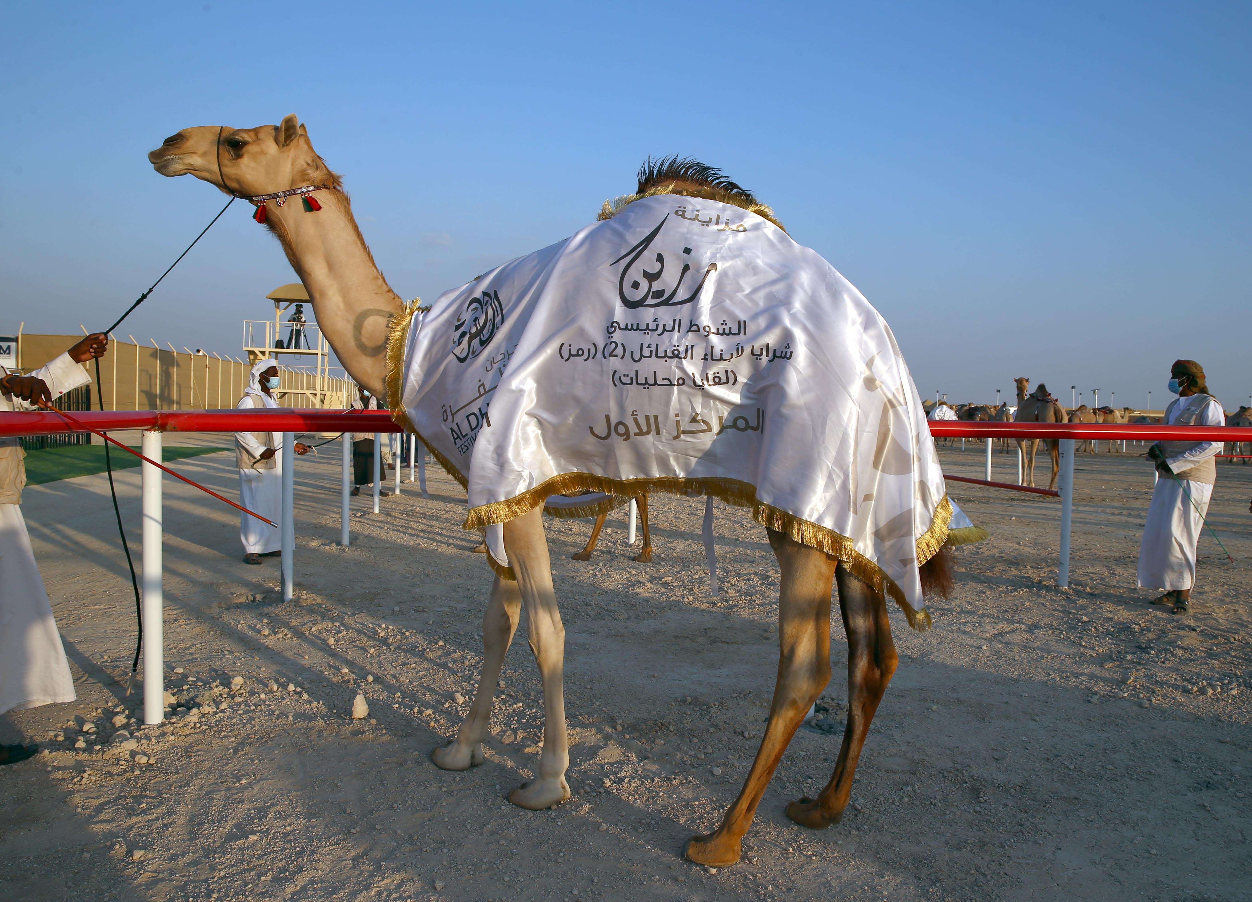 مزاينة رزين بمهرجان الظفرة تواصل مسابقاتها لليوم الخامس على التوالي