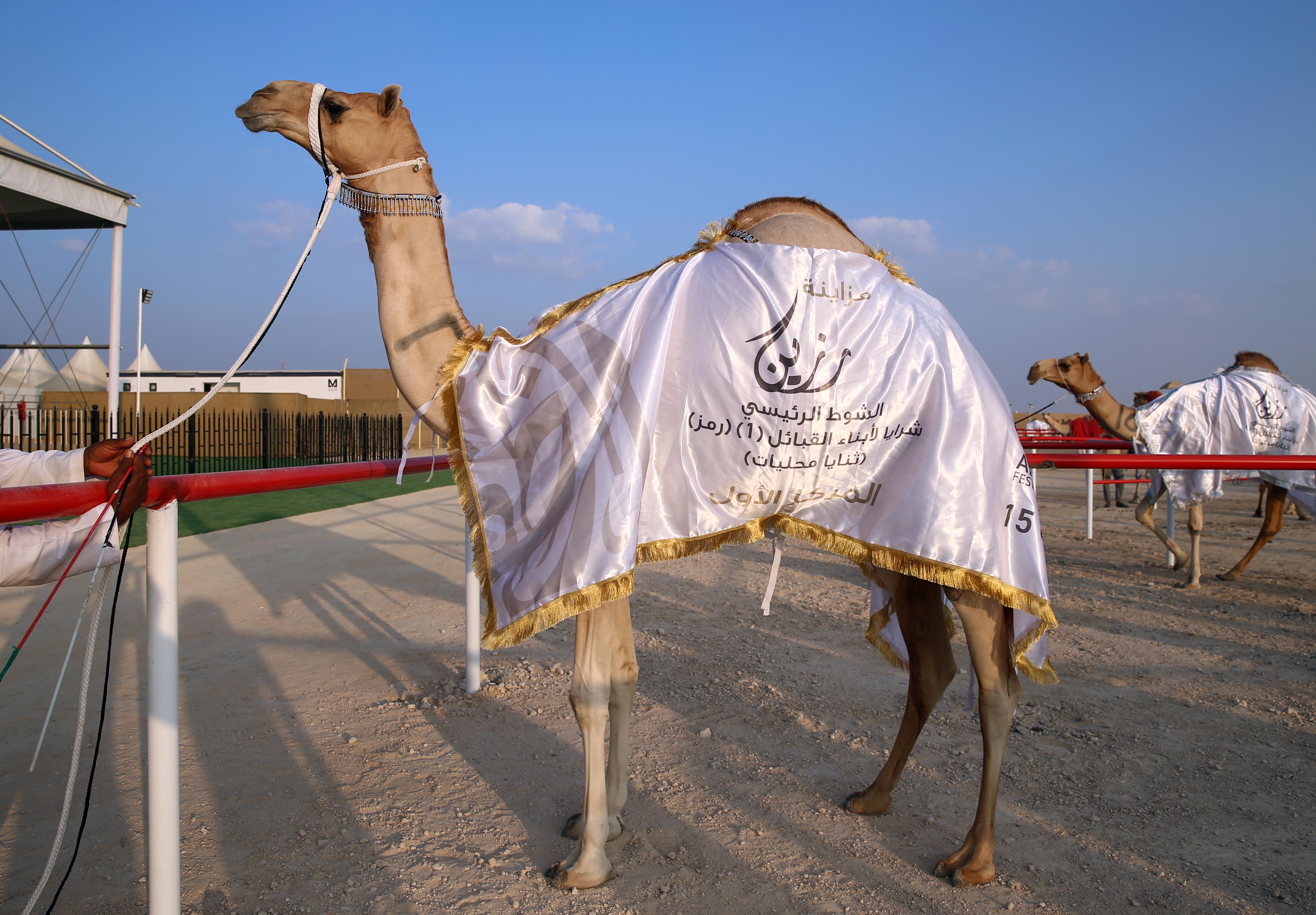 مزاينة رزين تتوج الفائزين بأشواط الثنايا للمحليات والمجاهيم والمهجنات الأصايل